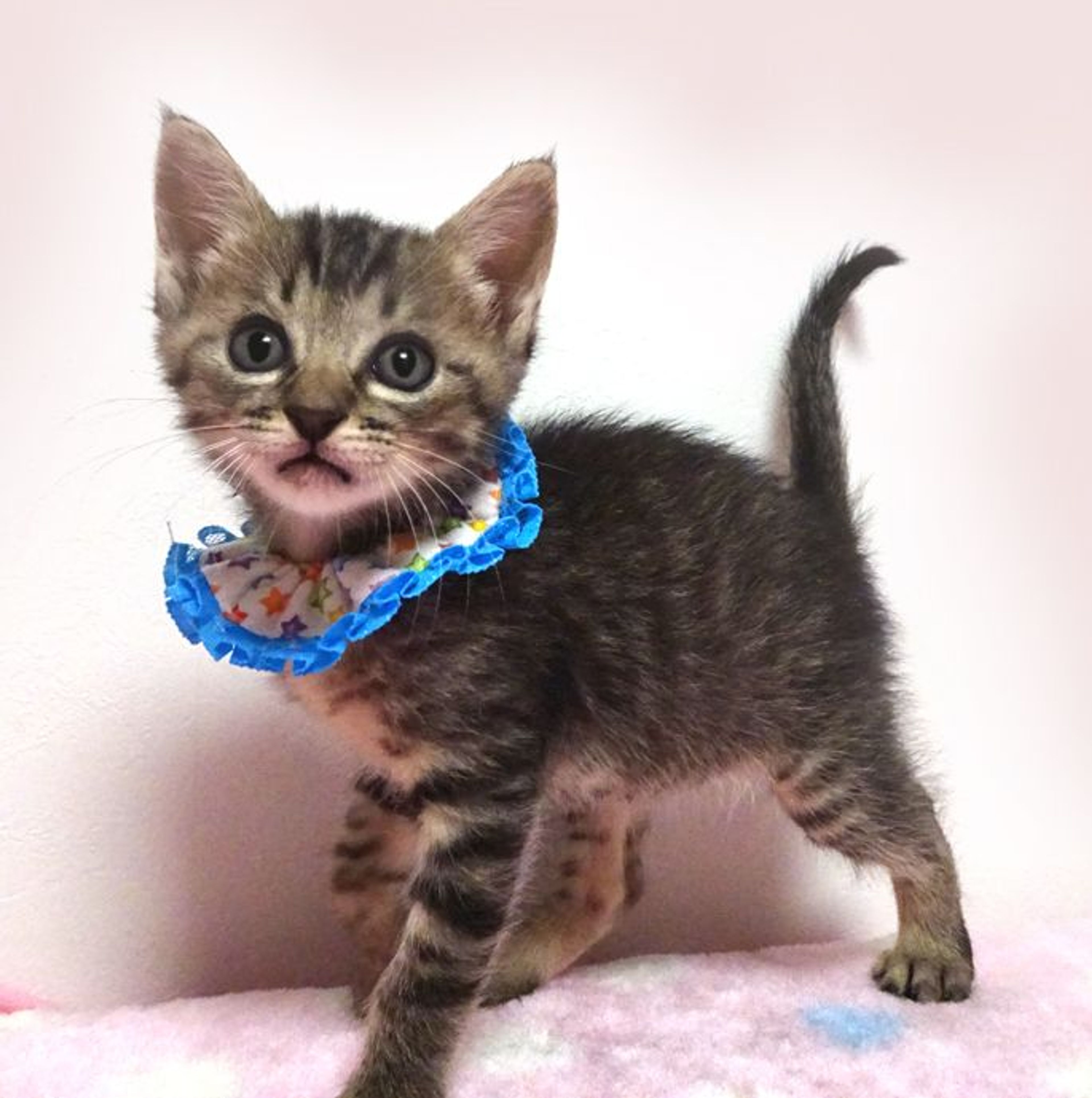 pet-image-3