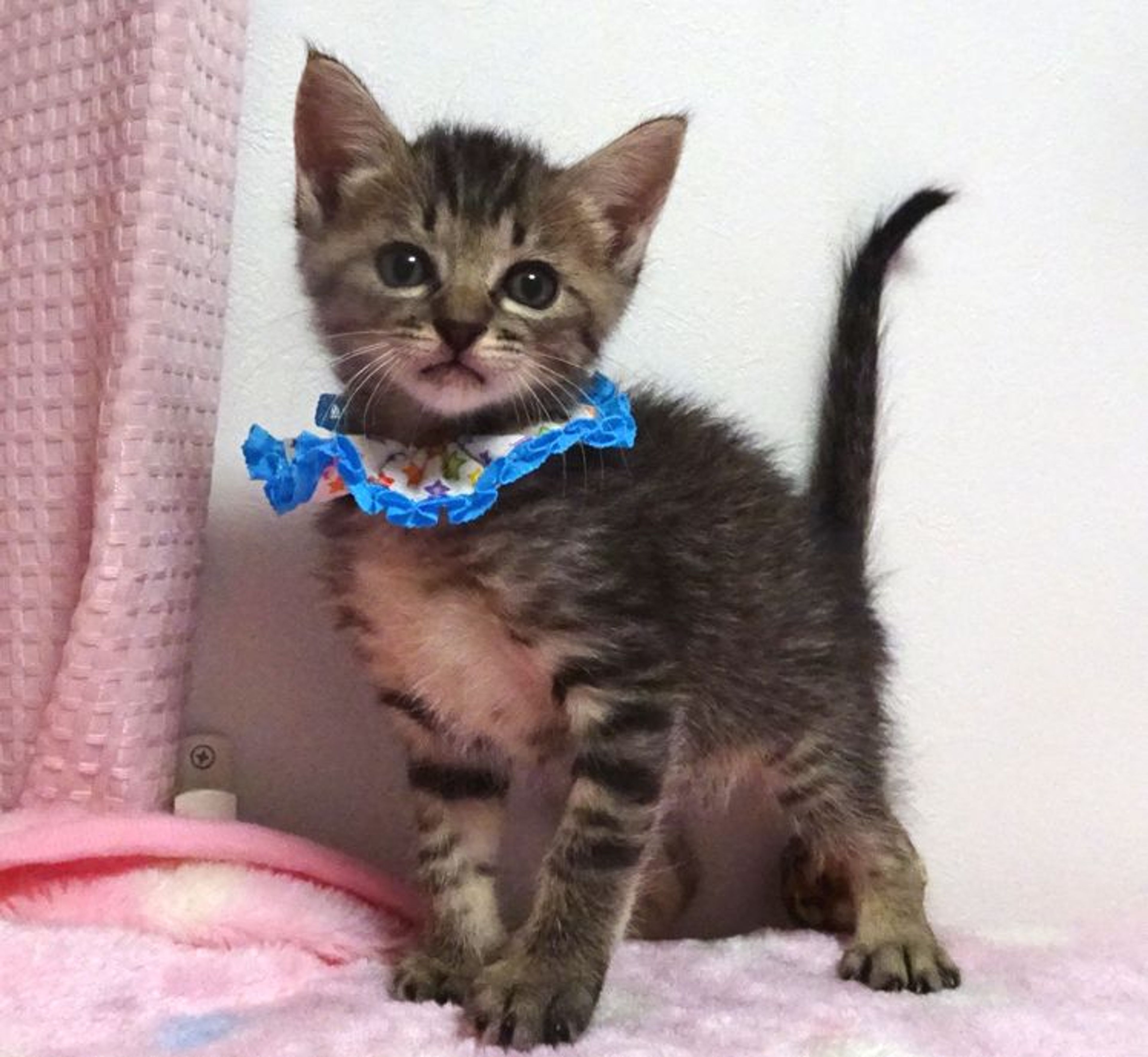 pet-image-4