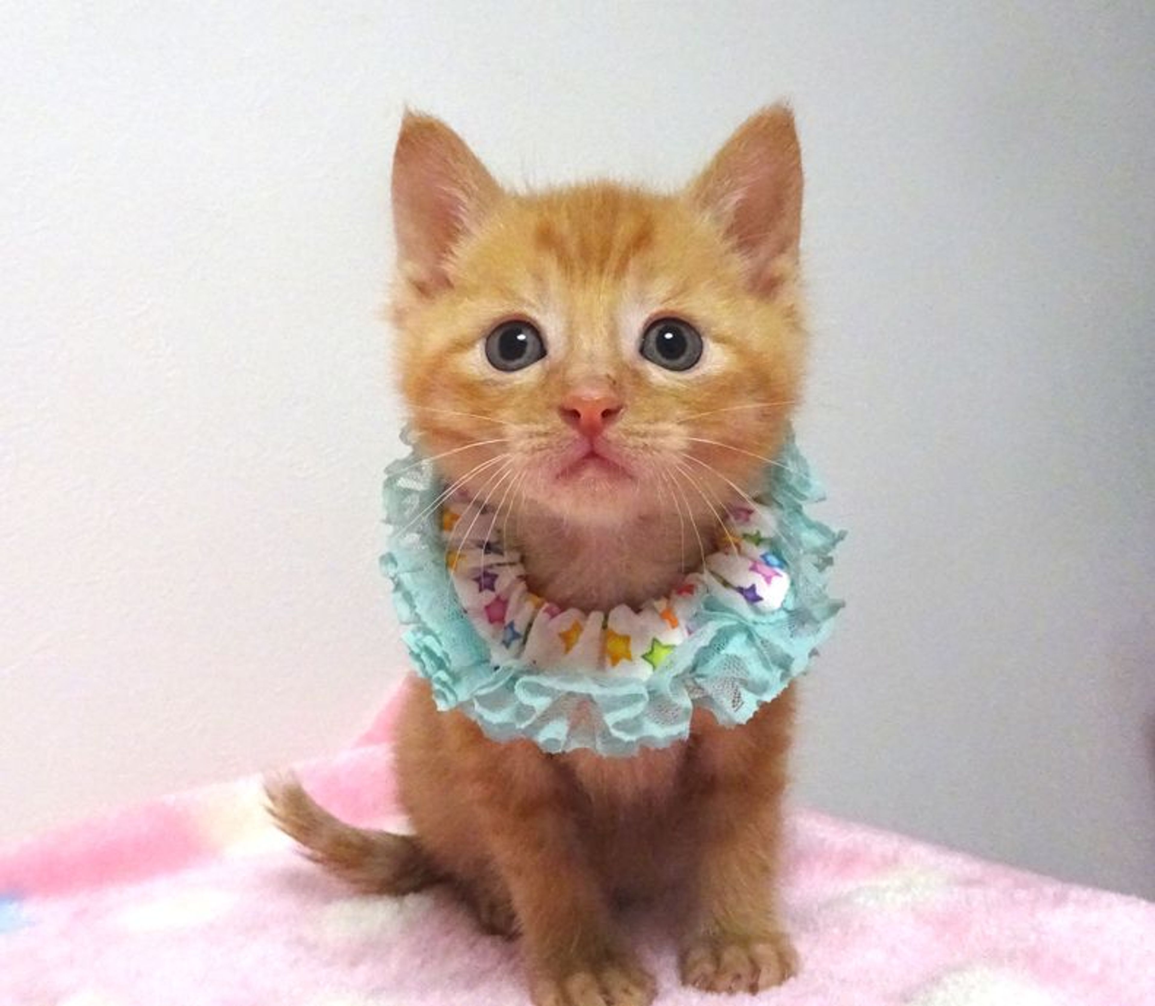 雑種（ミックス猫）・オスの里親募集の写真