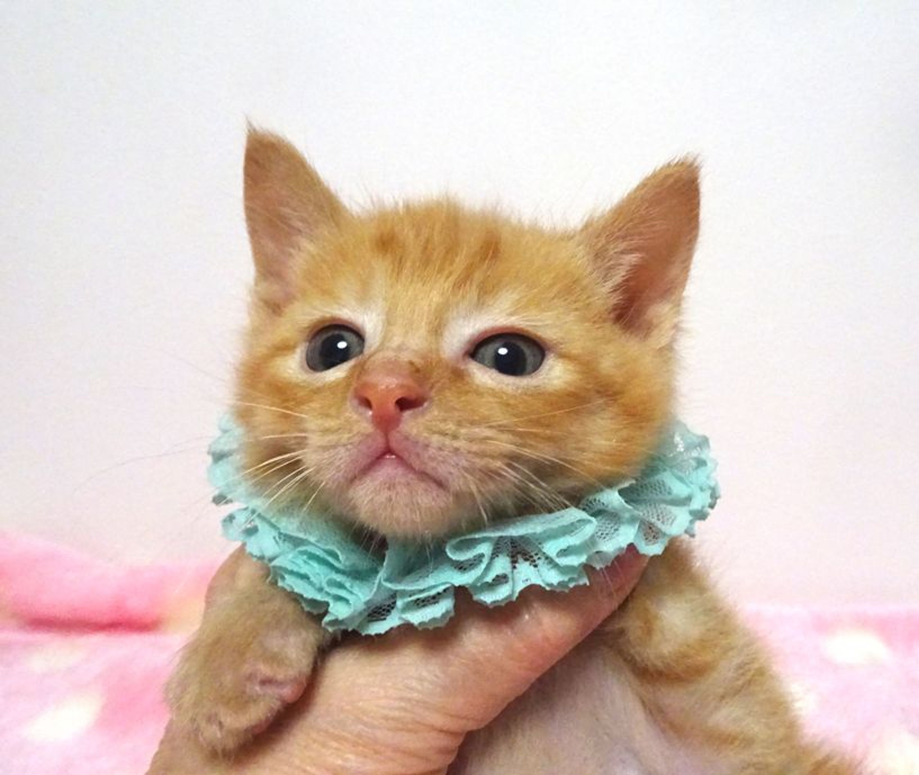pet-image-3