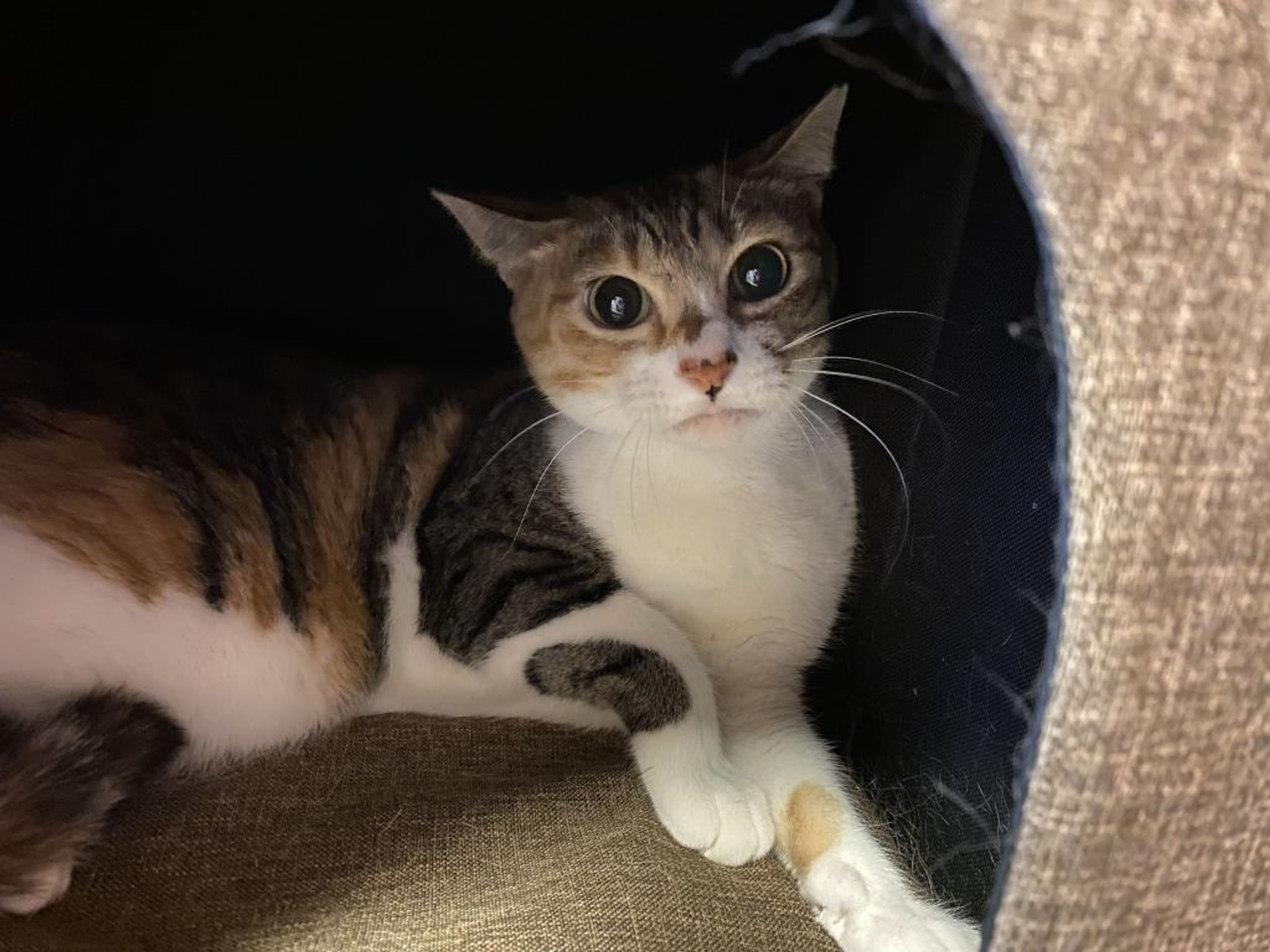 pet-image-3