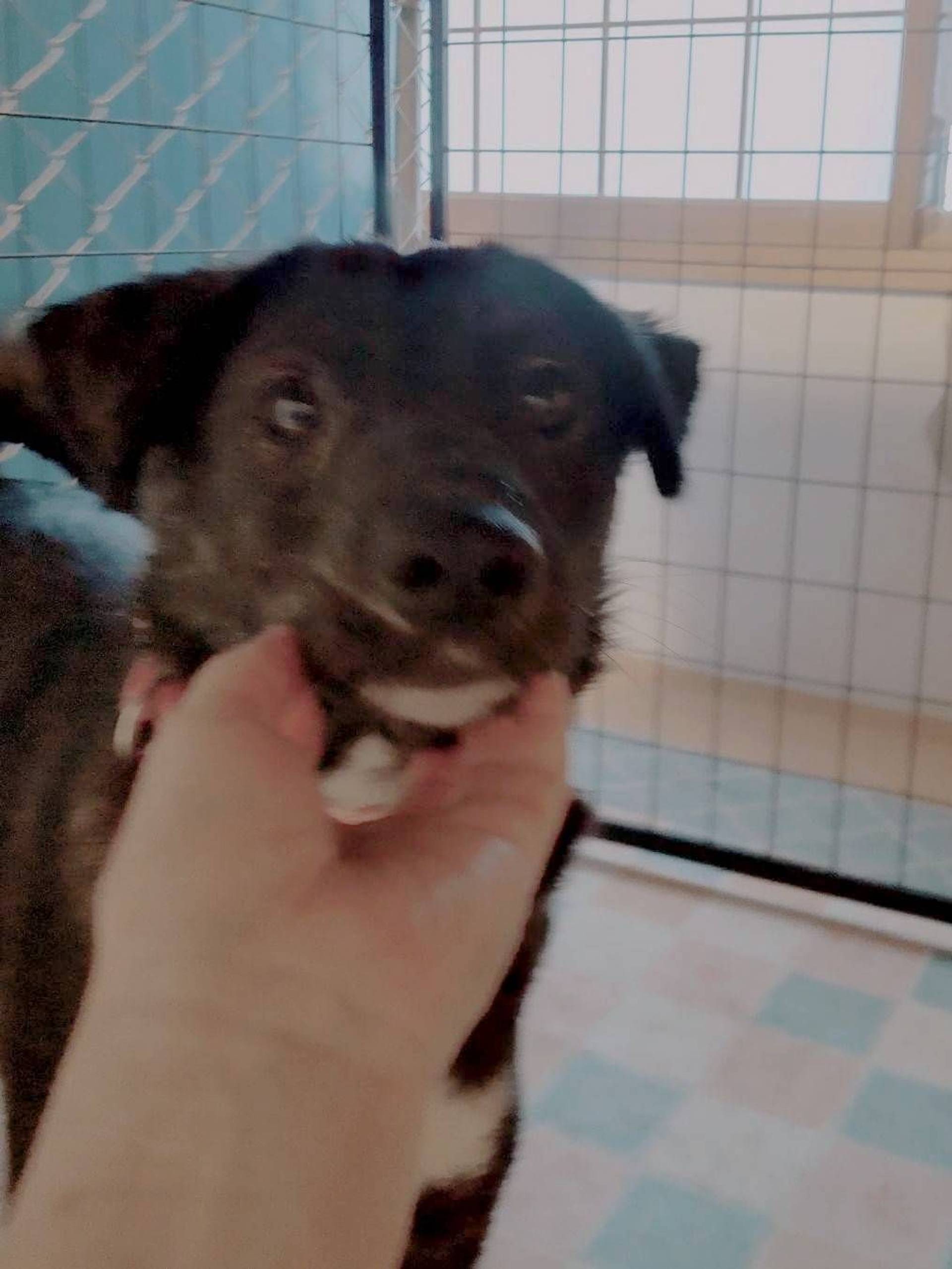 雑種（ミックス犬）・オスの里親募集の写真