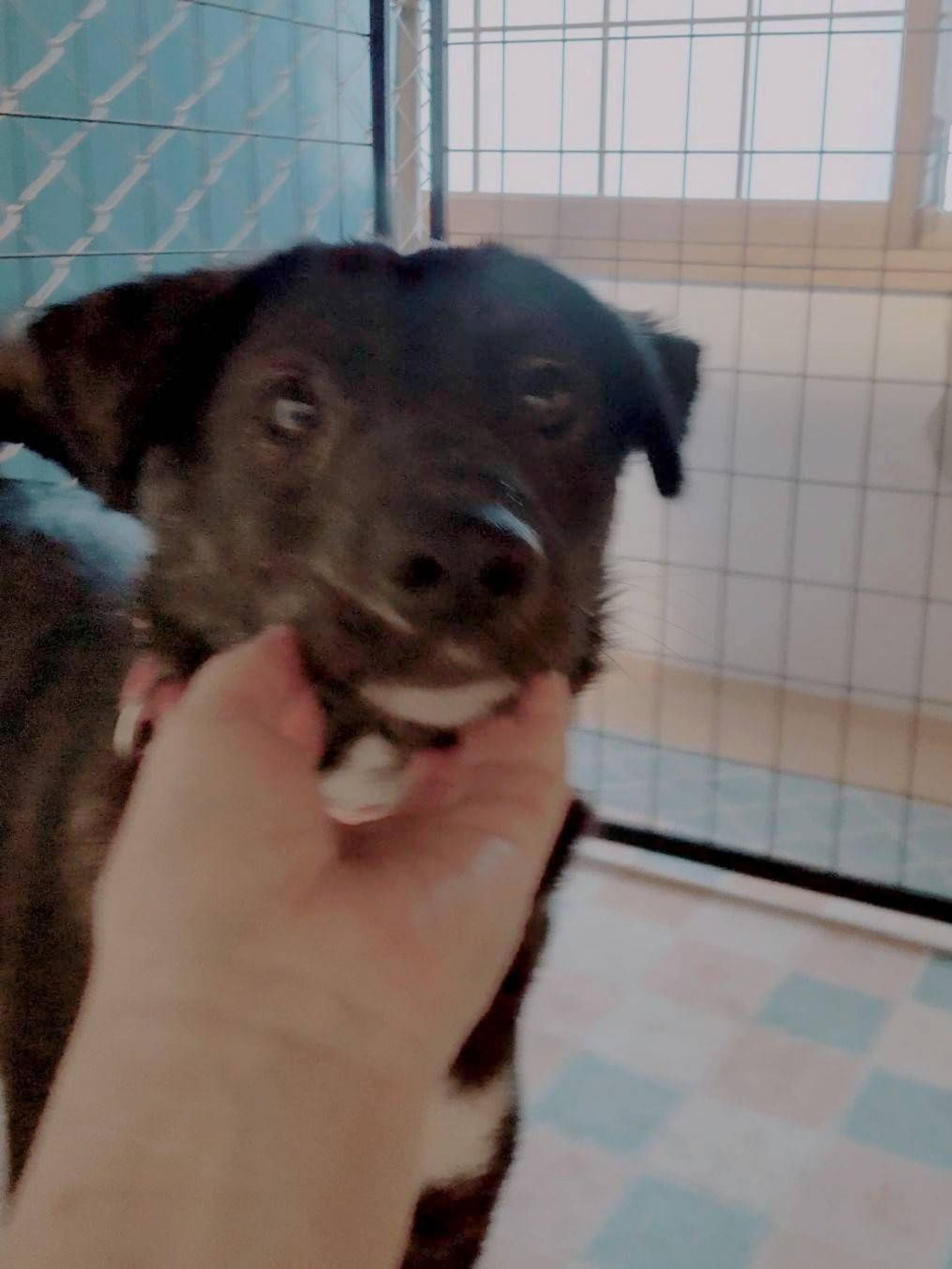 雑種（ミックス犬）・オスの里親募集の写真
