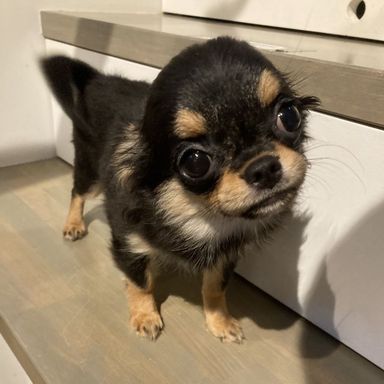 ポニョ