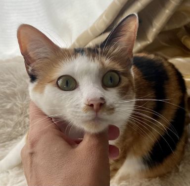 小波の写真