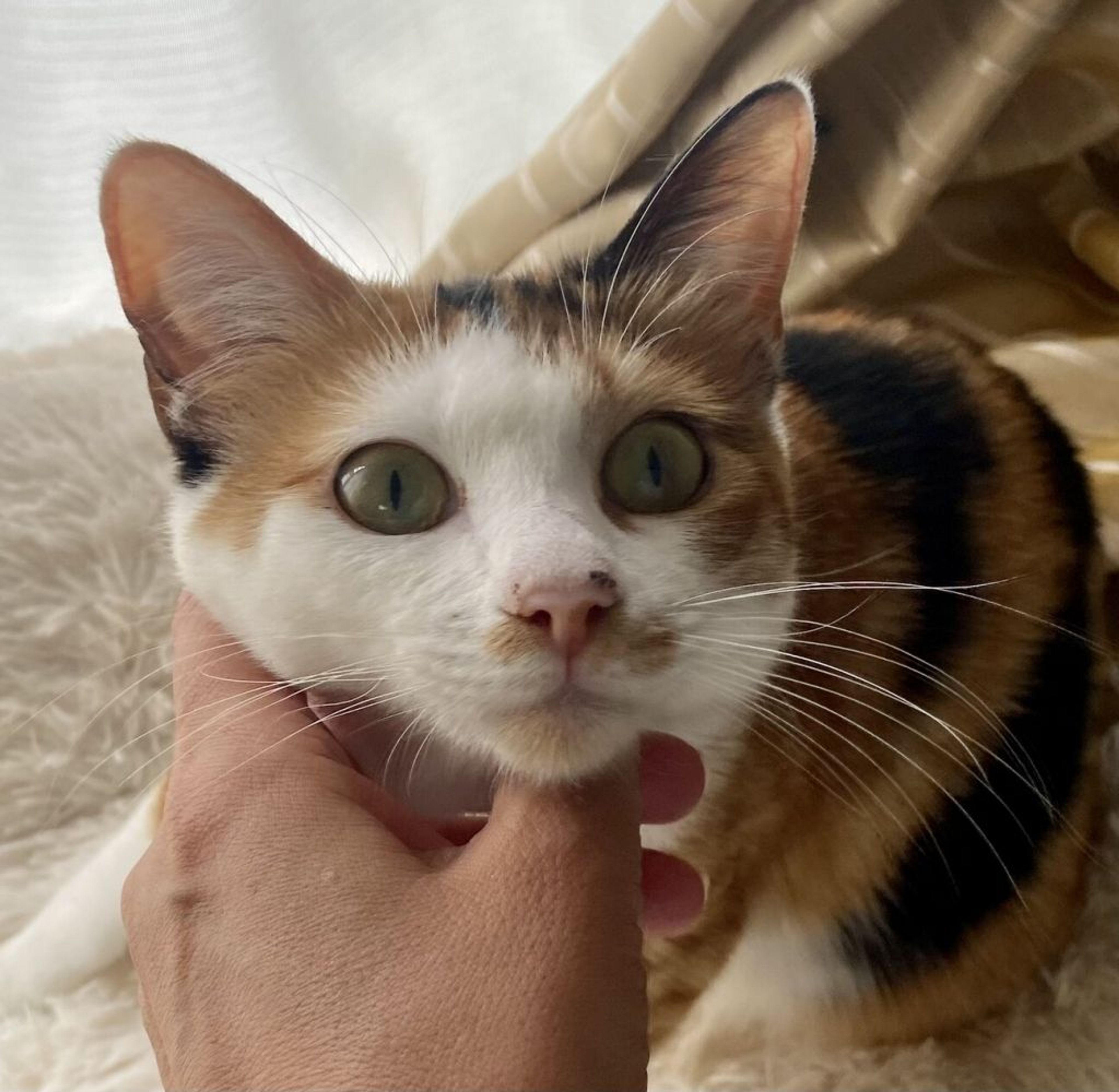 雑種（ミックス猫）・メスの里親募集の写真
