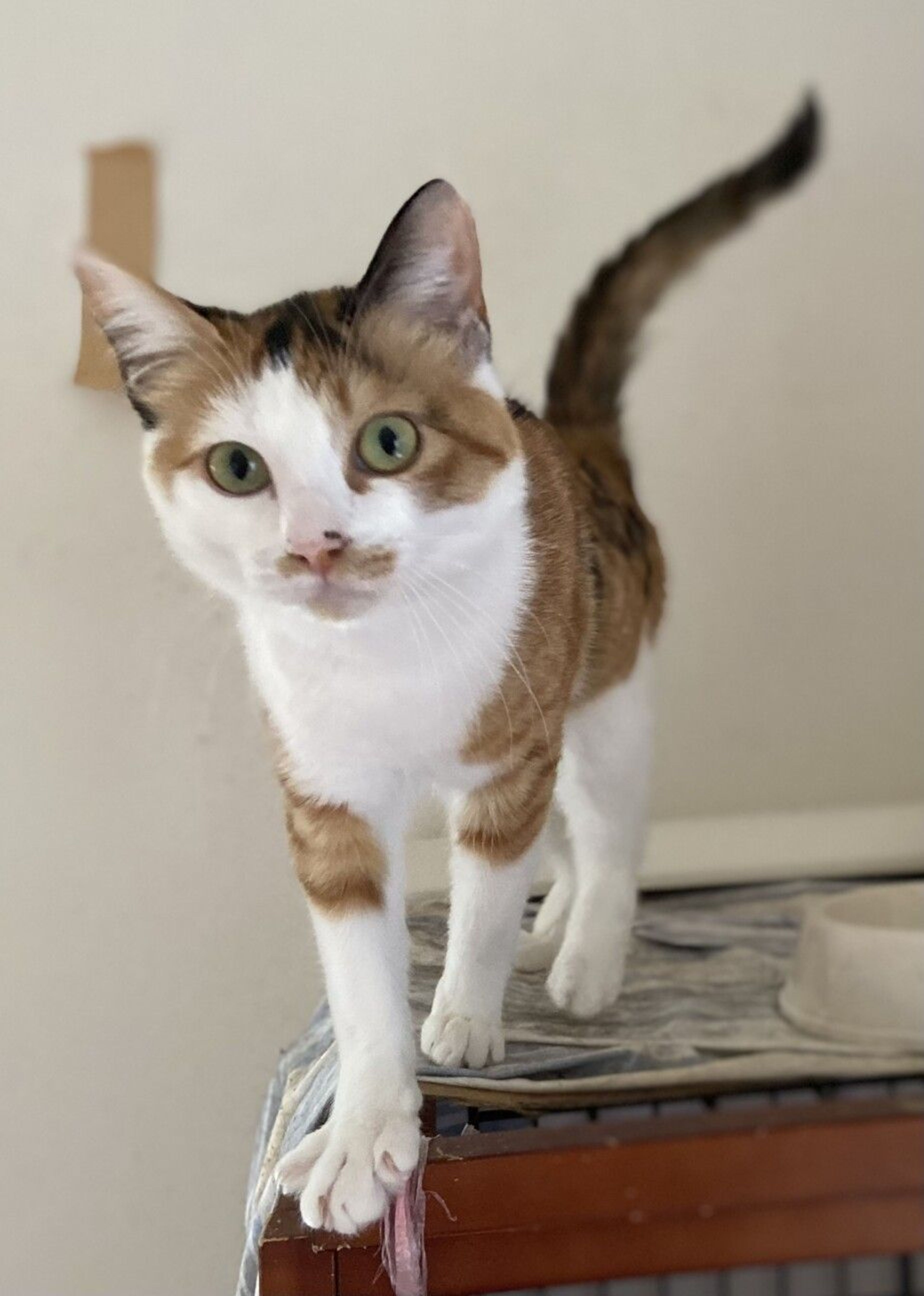pet-image-2