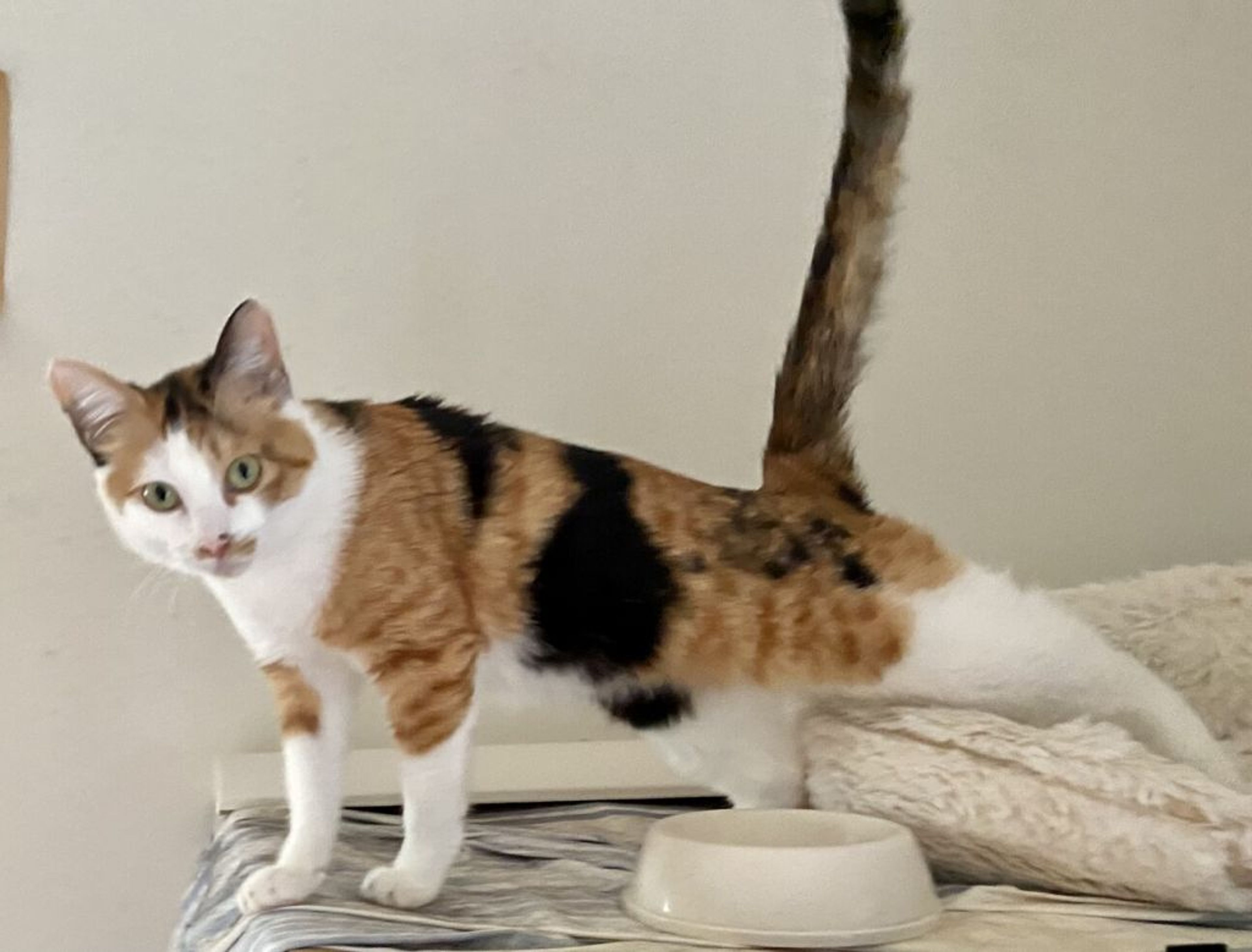 pet-image-3