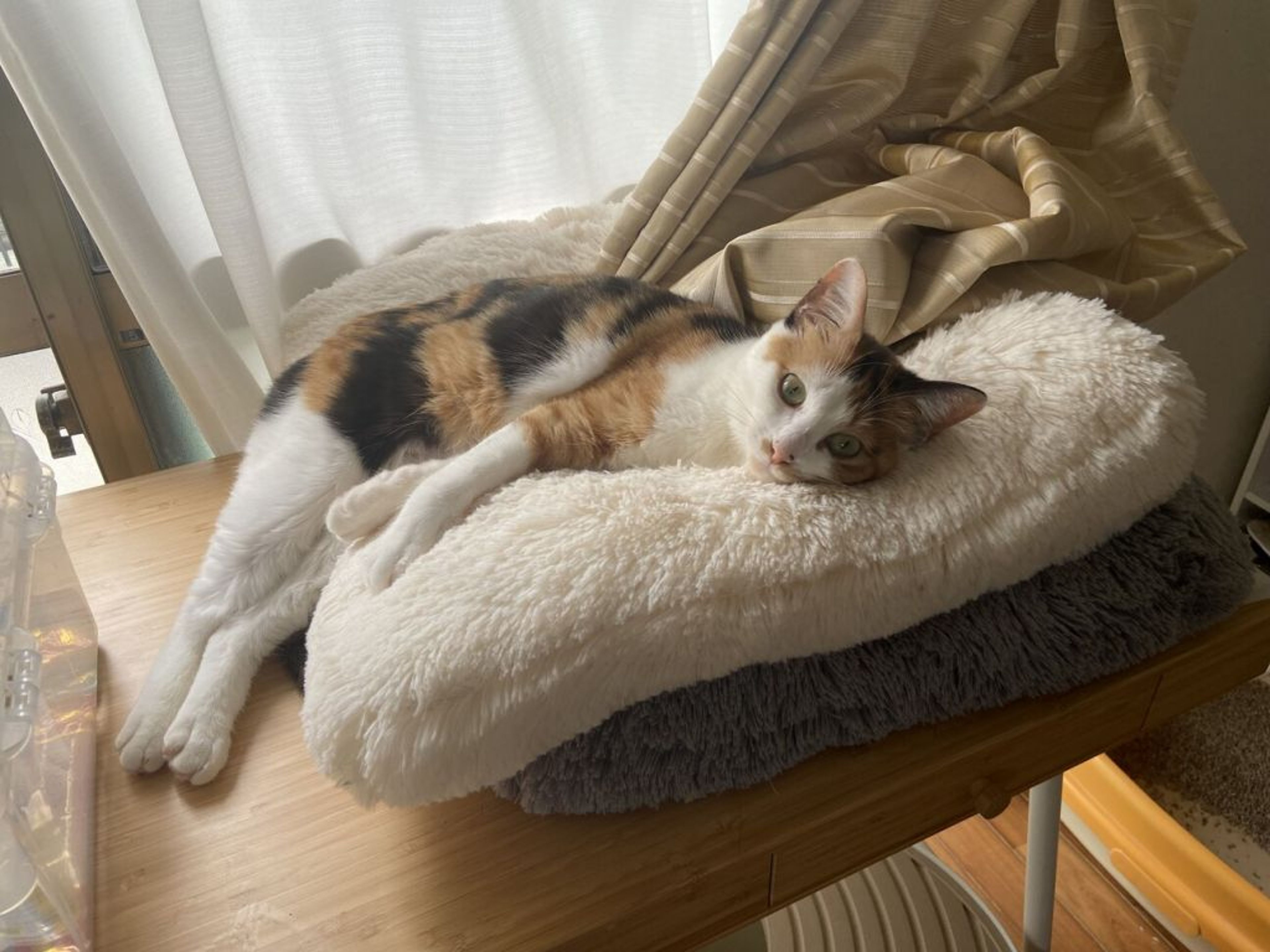pet-image-4
