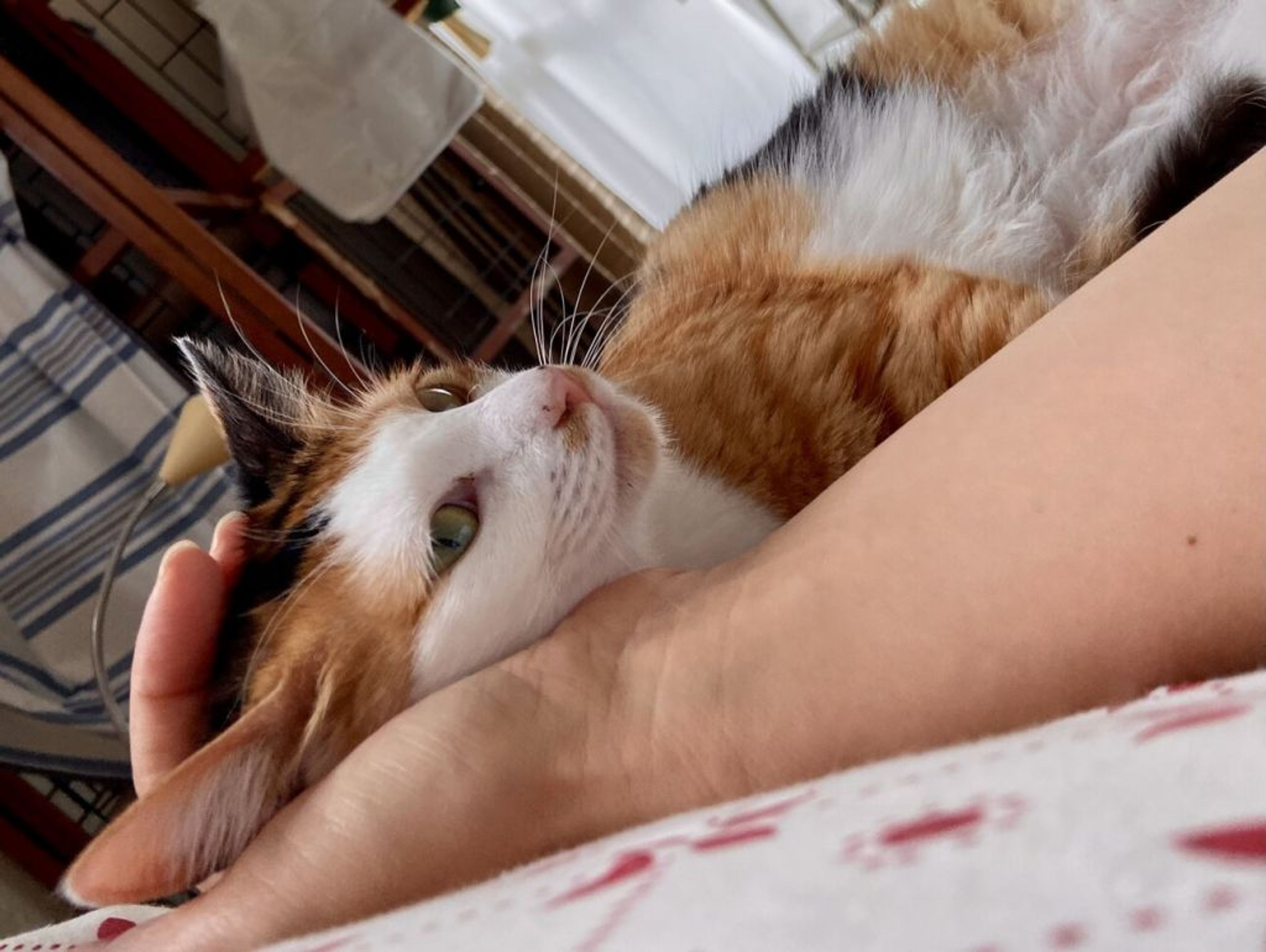 pet-image-5