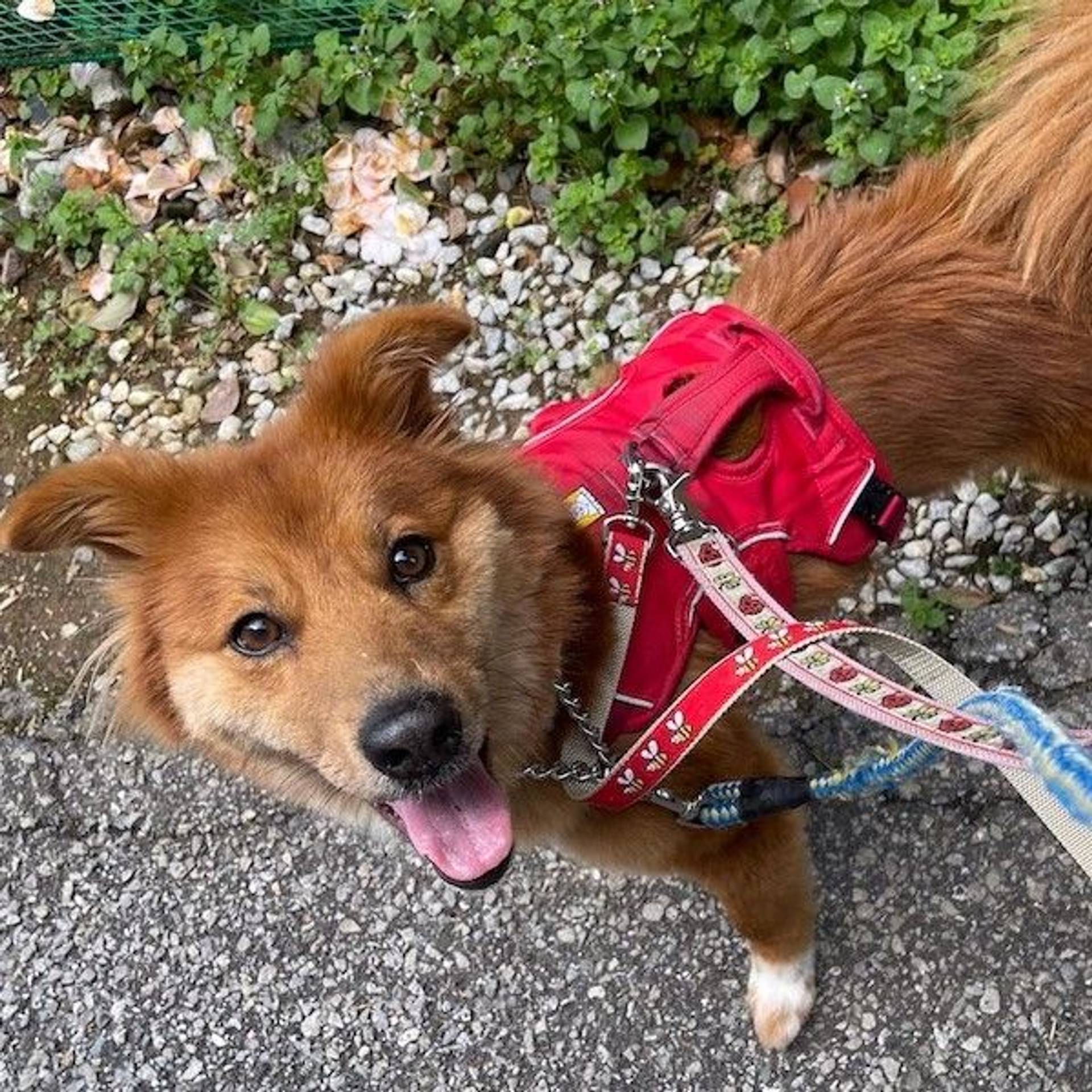 雑種（ミックス犬）・メスの里親募集の写真