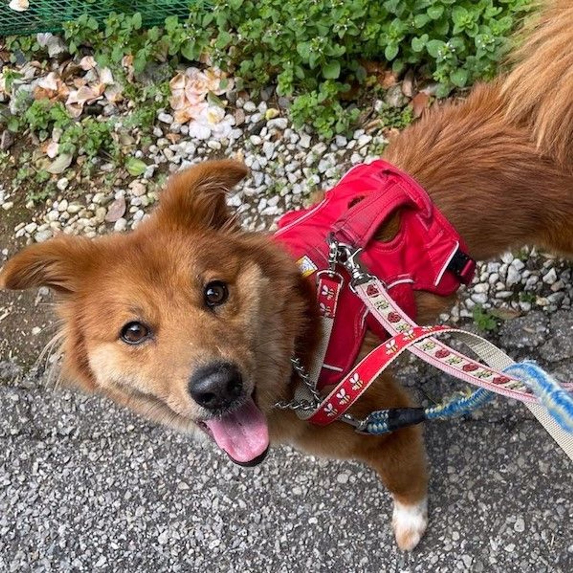 雑種（ミックス犬）・メスの里親募集の写真
