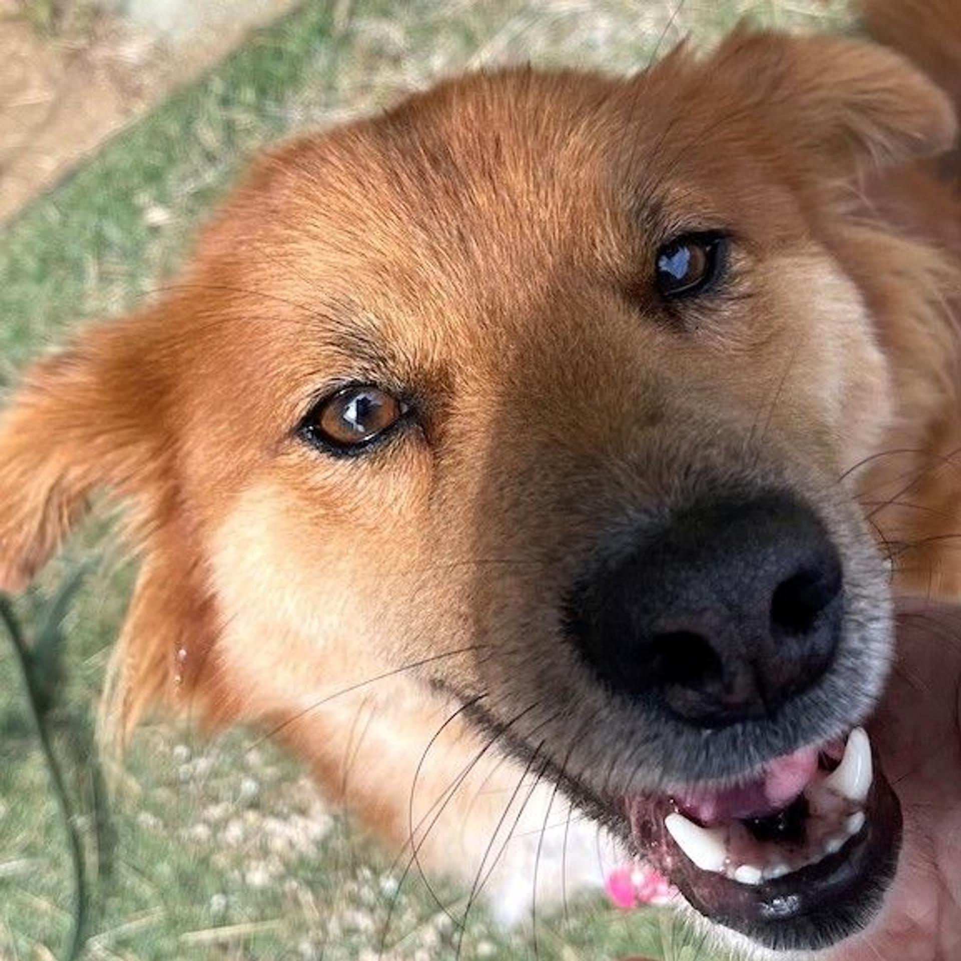pet-image-2