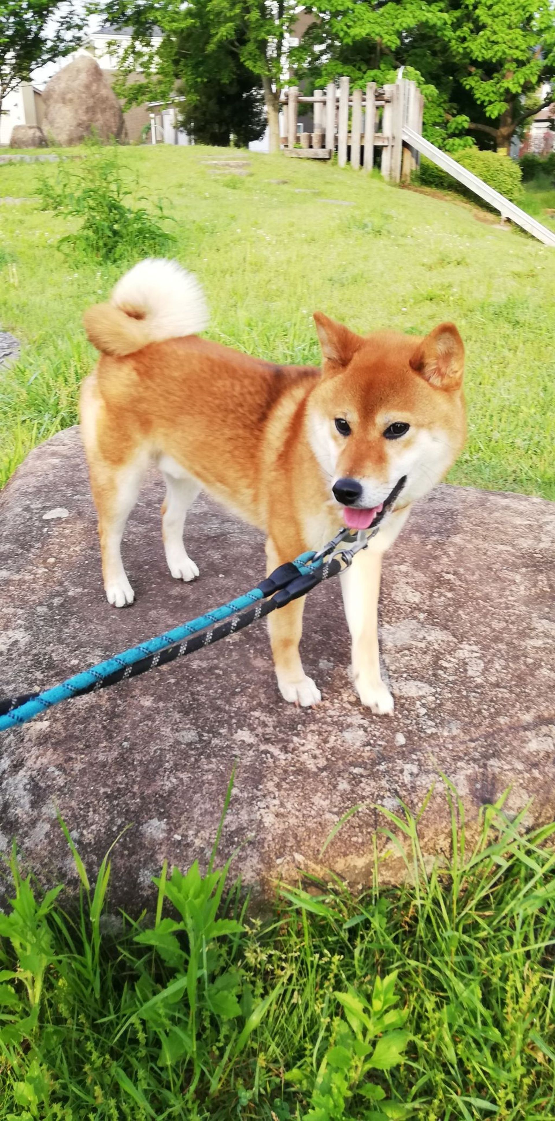 柴犬・オスの里親募集の写真