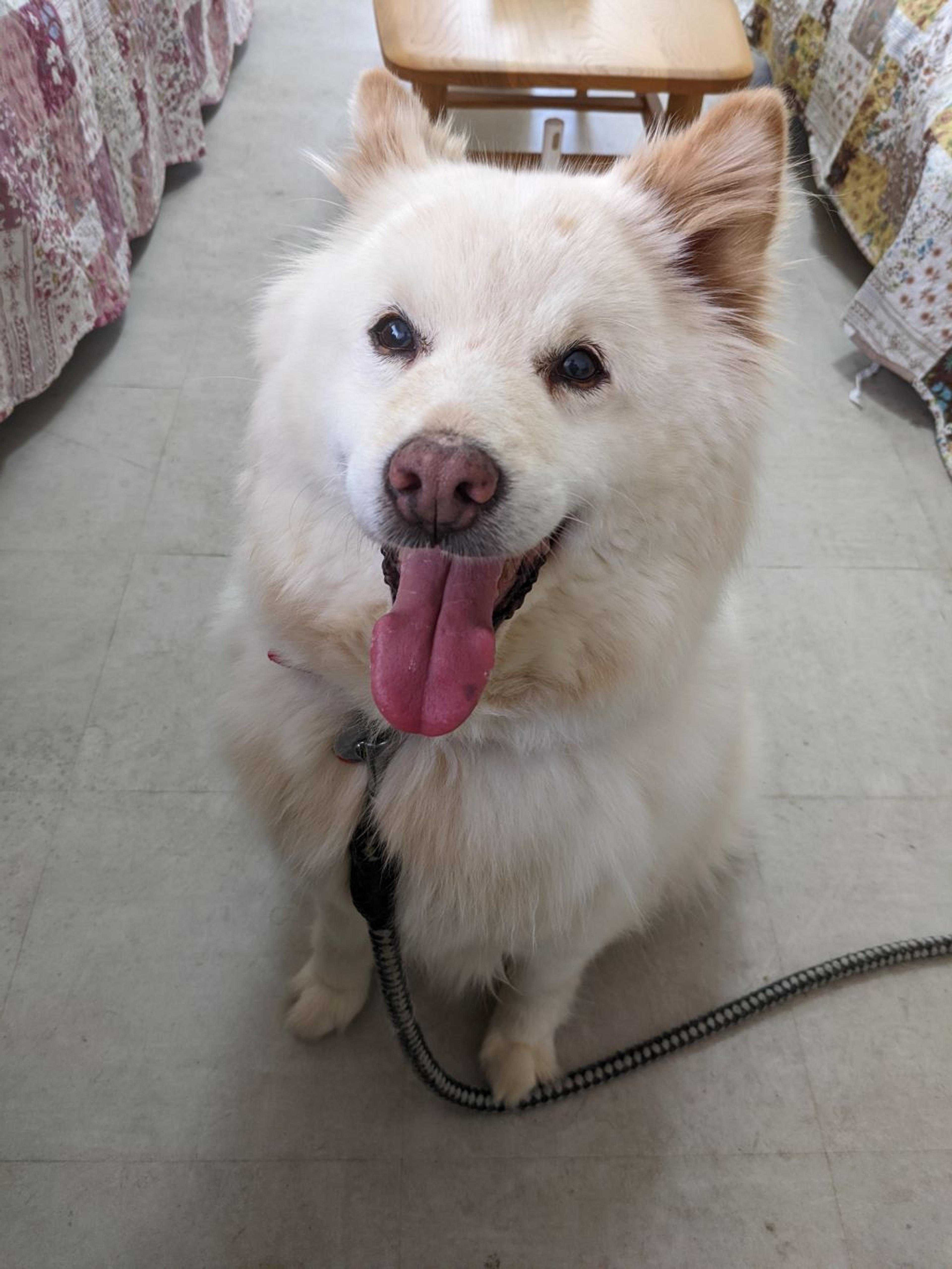 pet-image-2