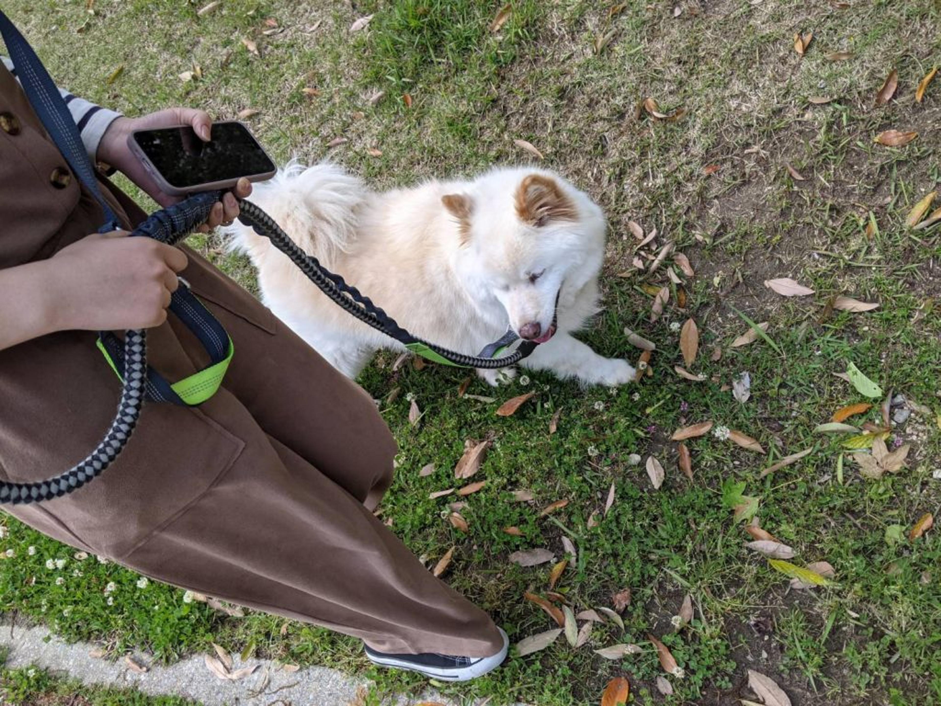 pet-image-3