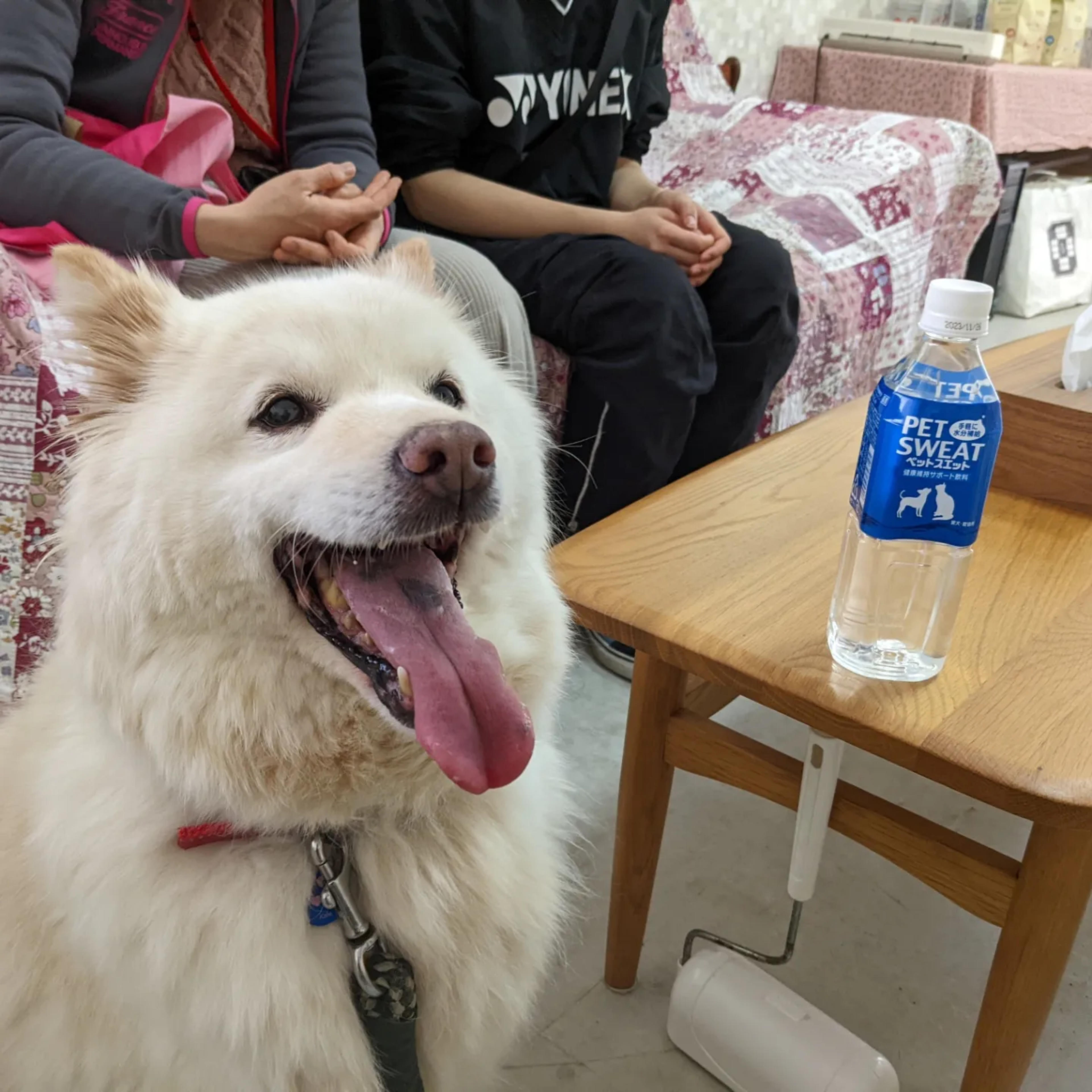 pet-image-4