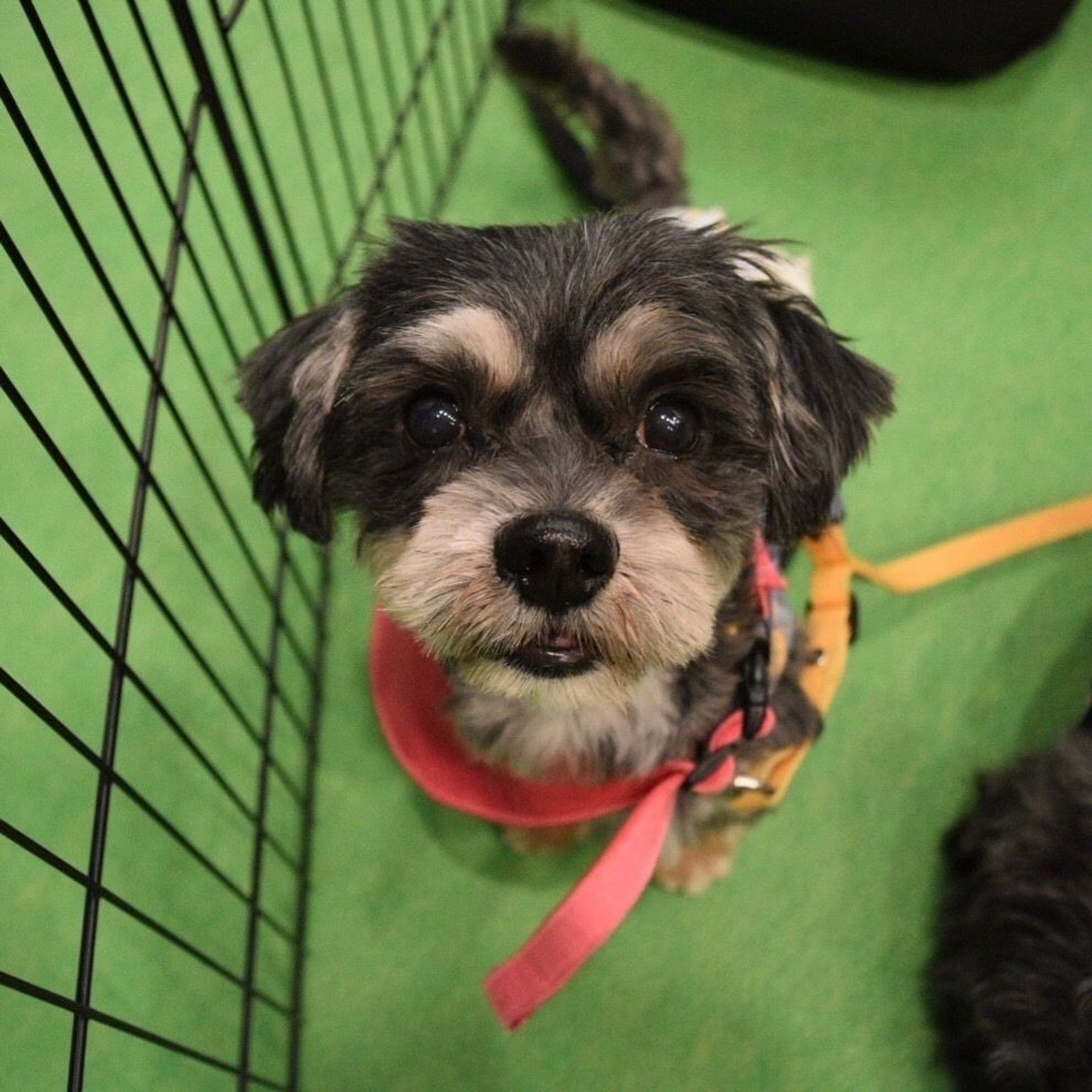 雑種（ミックス犬）・オスの里親募集の写真
