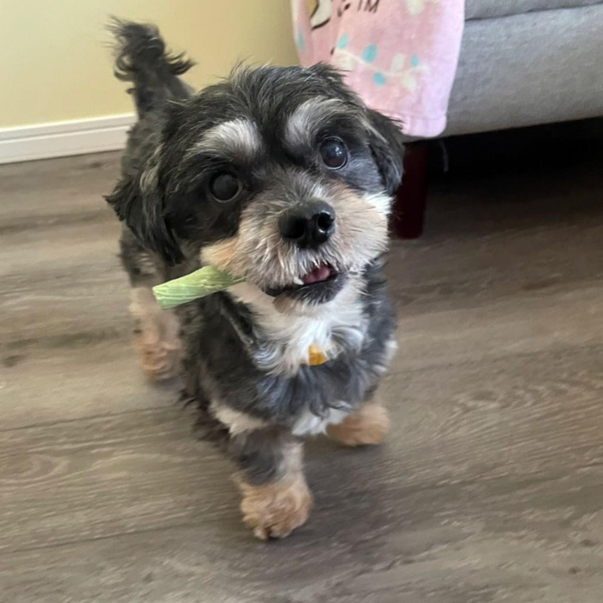 pet-image-2