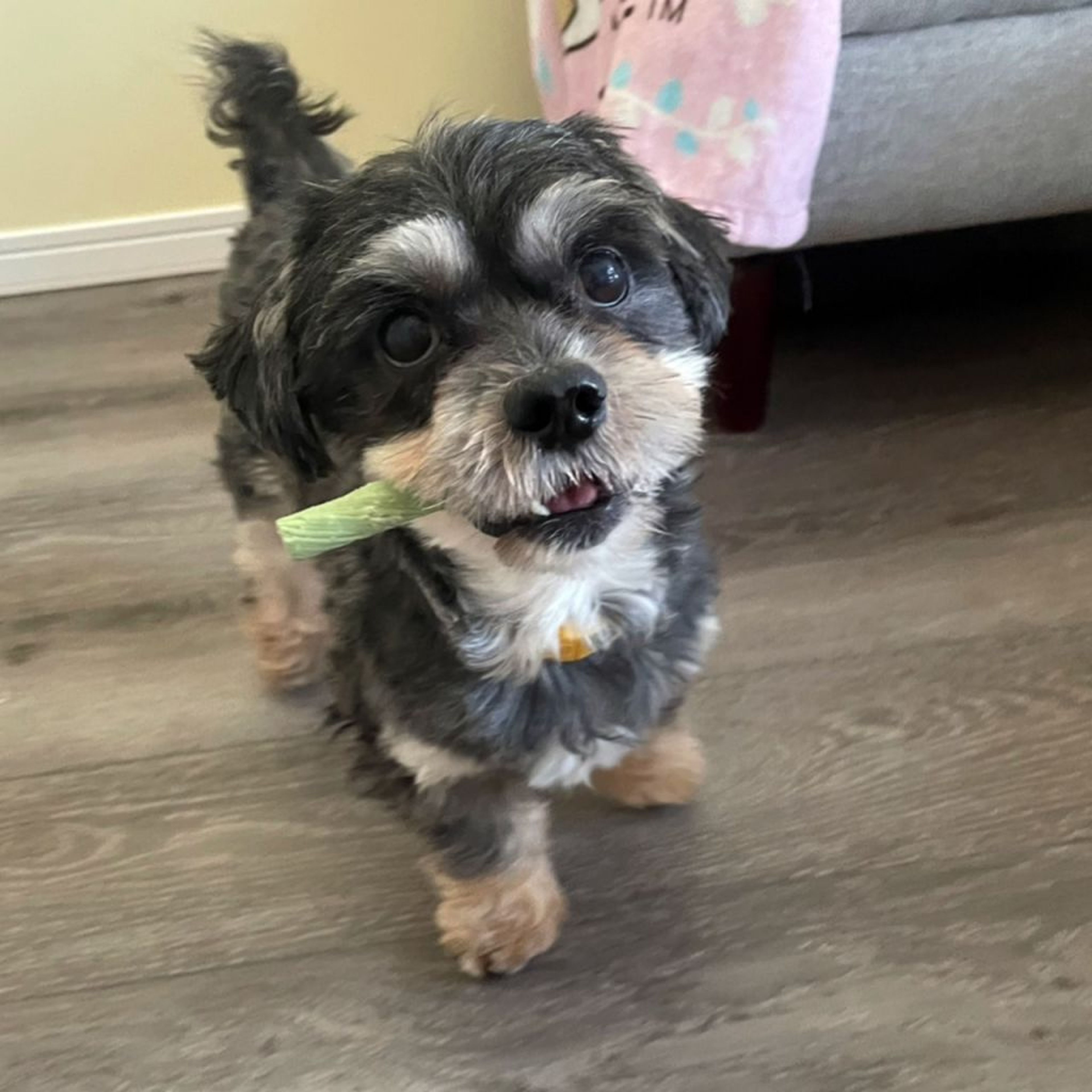 pet-image-2