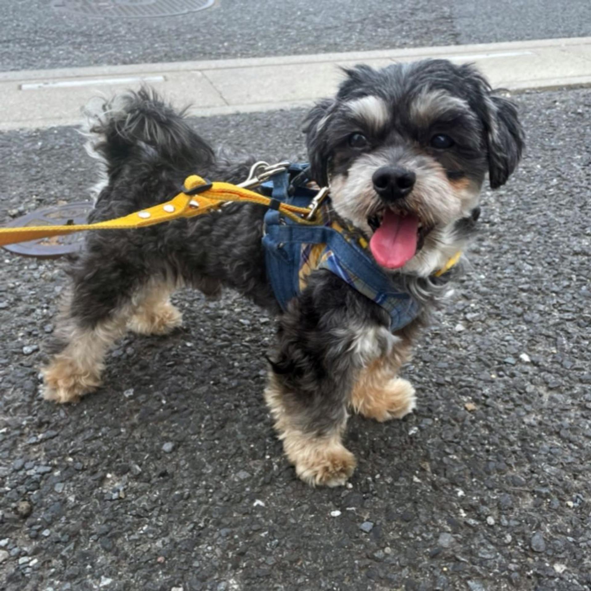 pet-image-5