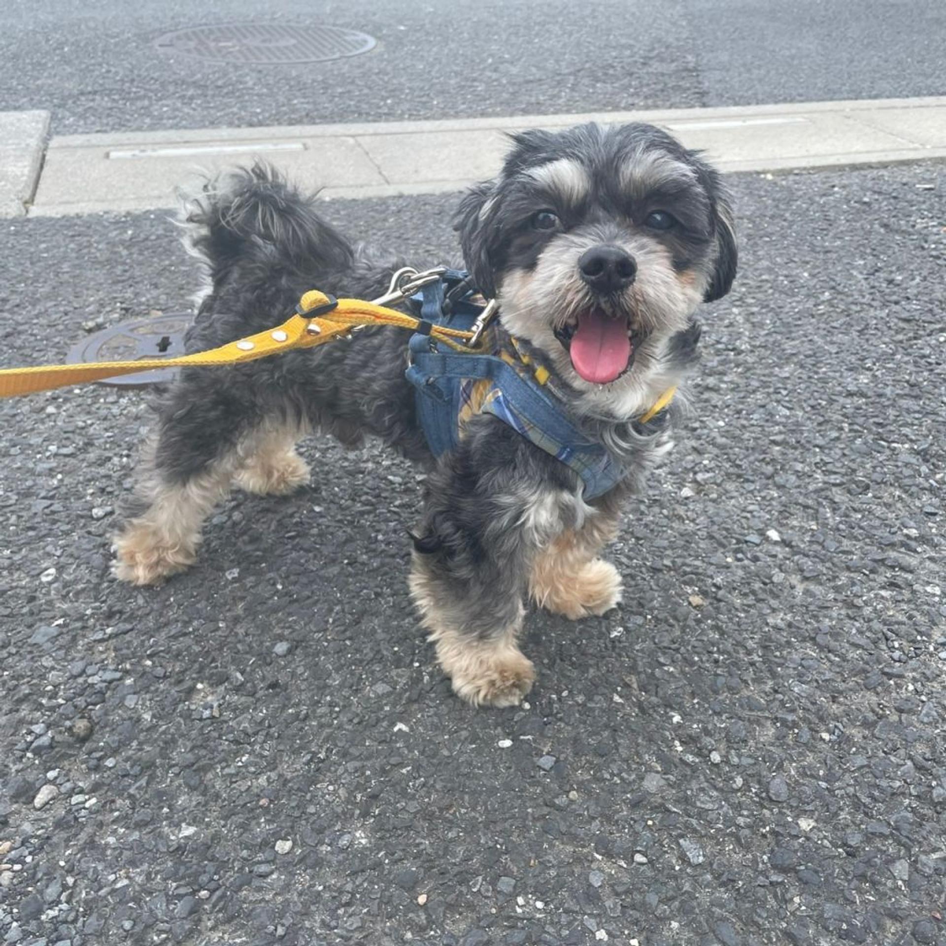 pet-image-8
