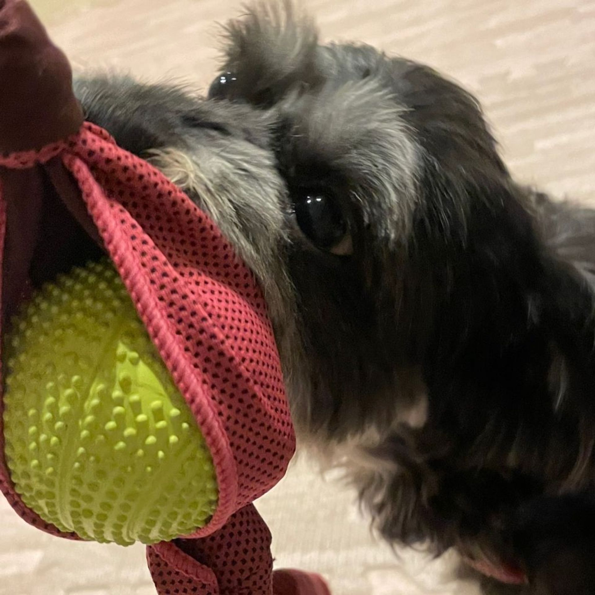 雑種（ミックス犬）・オスの里親募集の写真