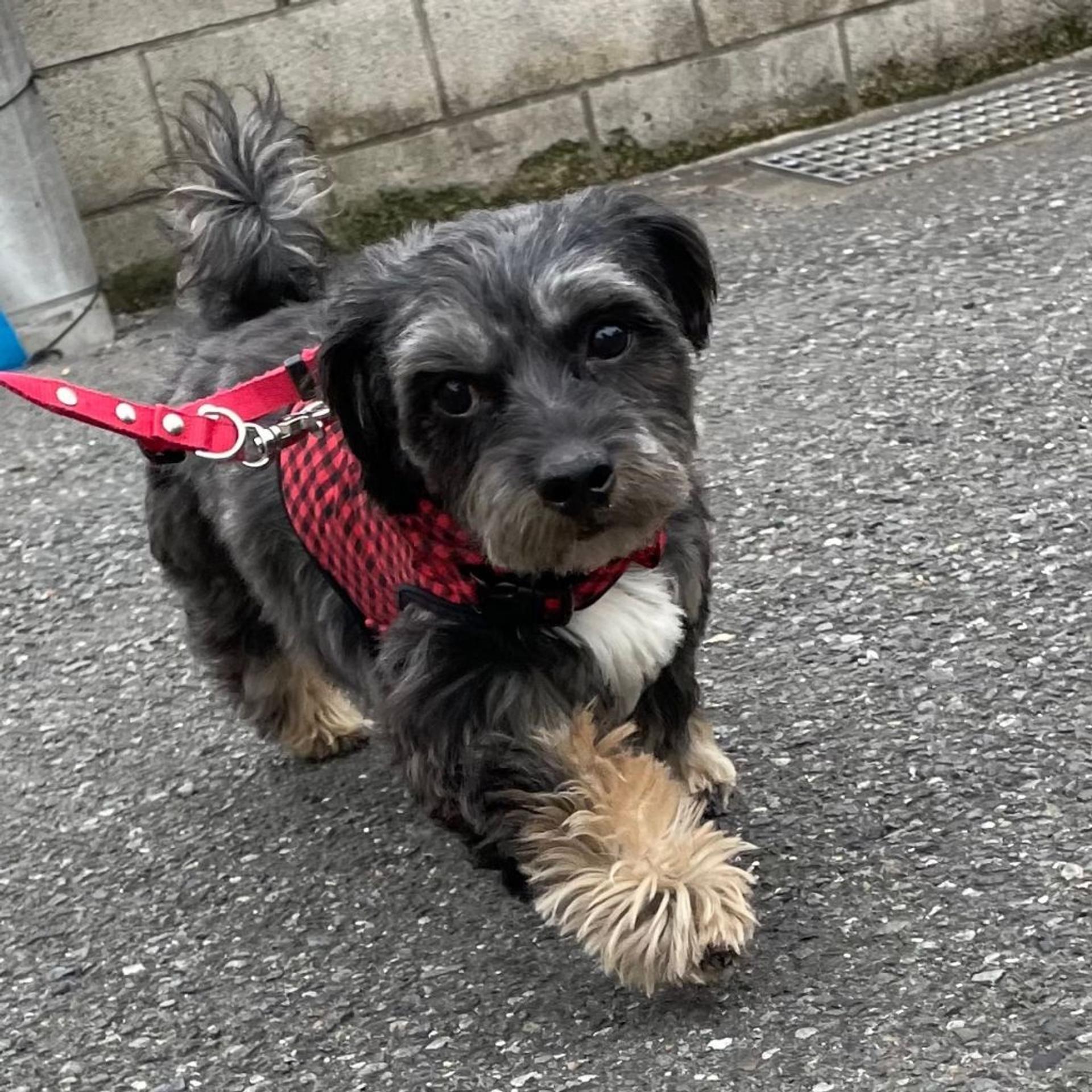 pet-image-6