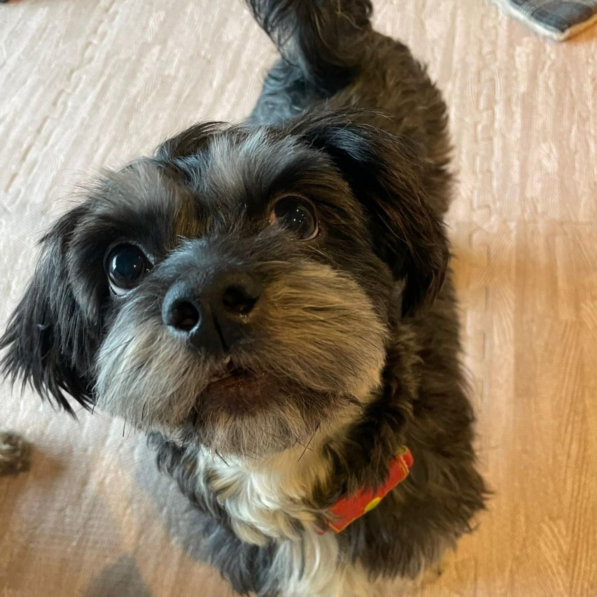 pet-image-8