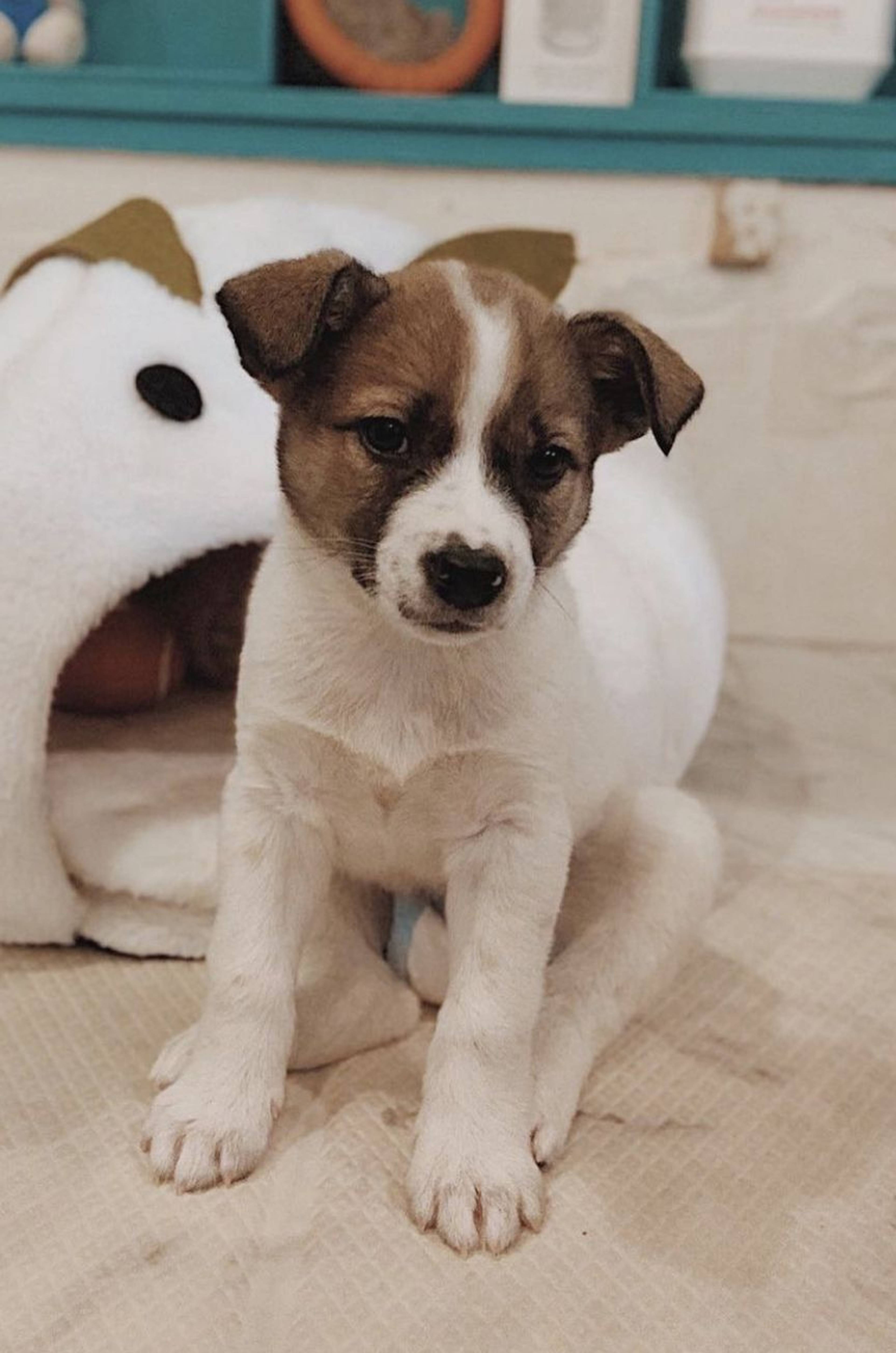 雑種（ミックス犬）・メスの里親募集の写真