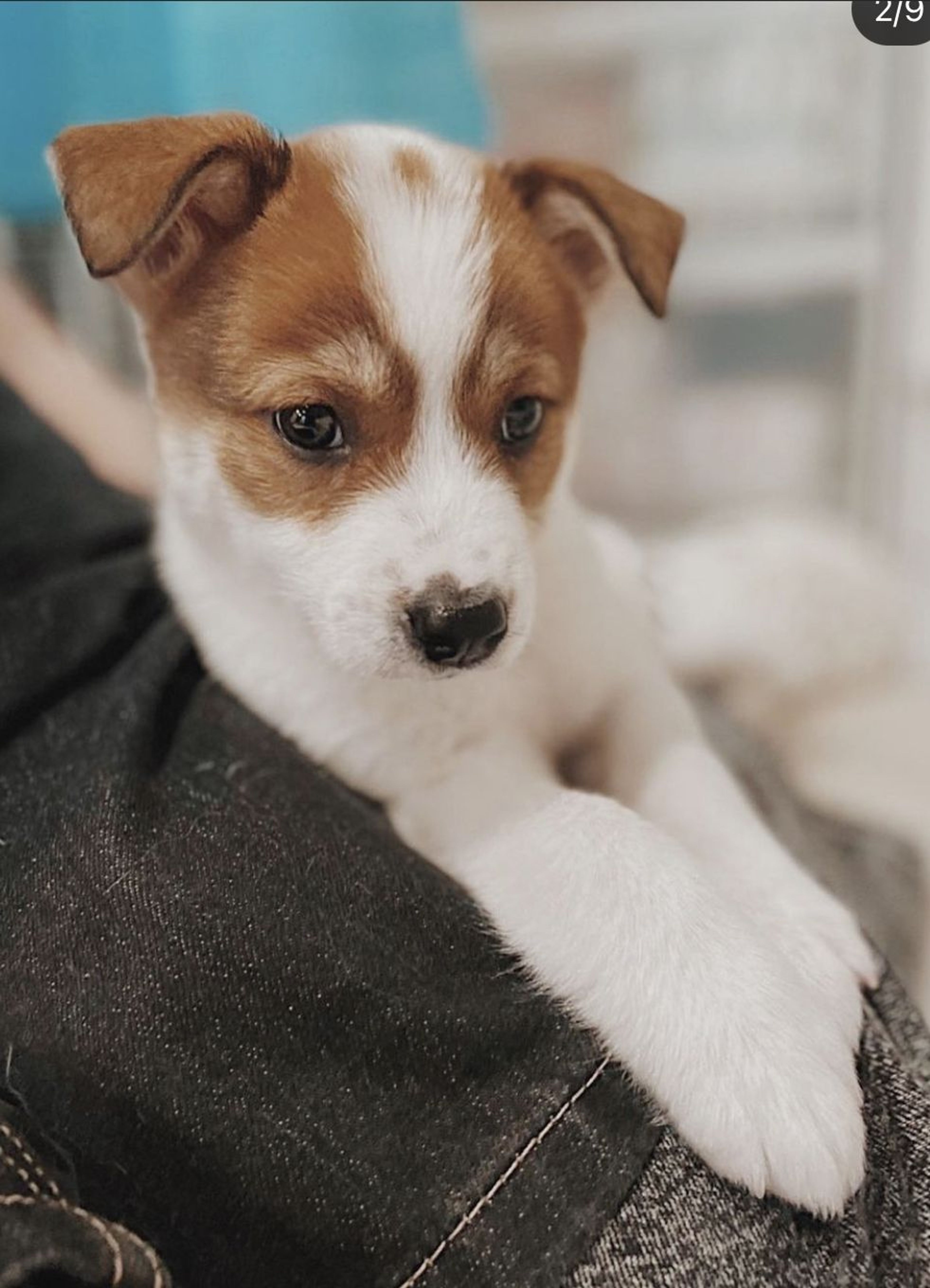 雑種（ミックス犬）・メスの里親募集の写真