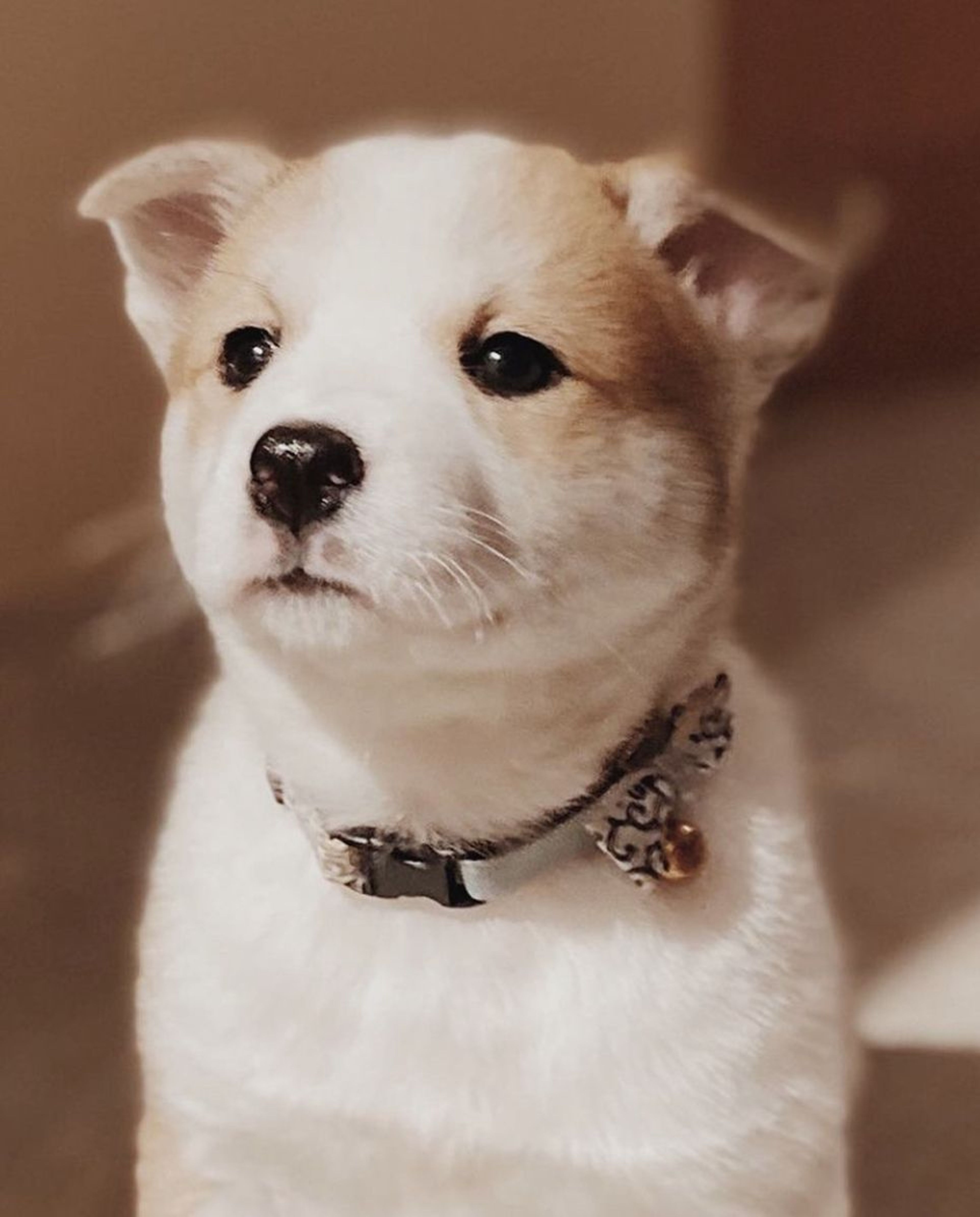雑種（ミックス犬）・メスの里親募集の写真
