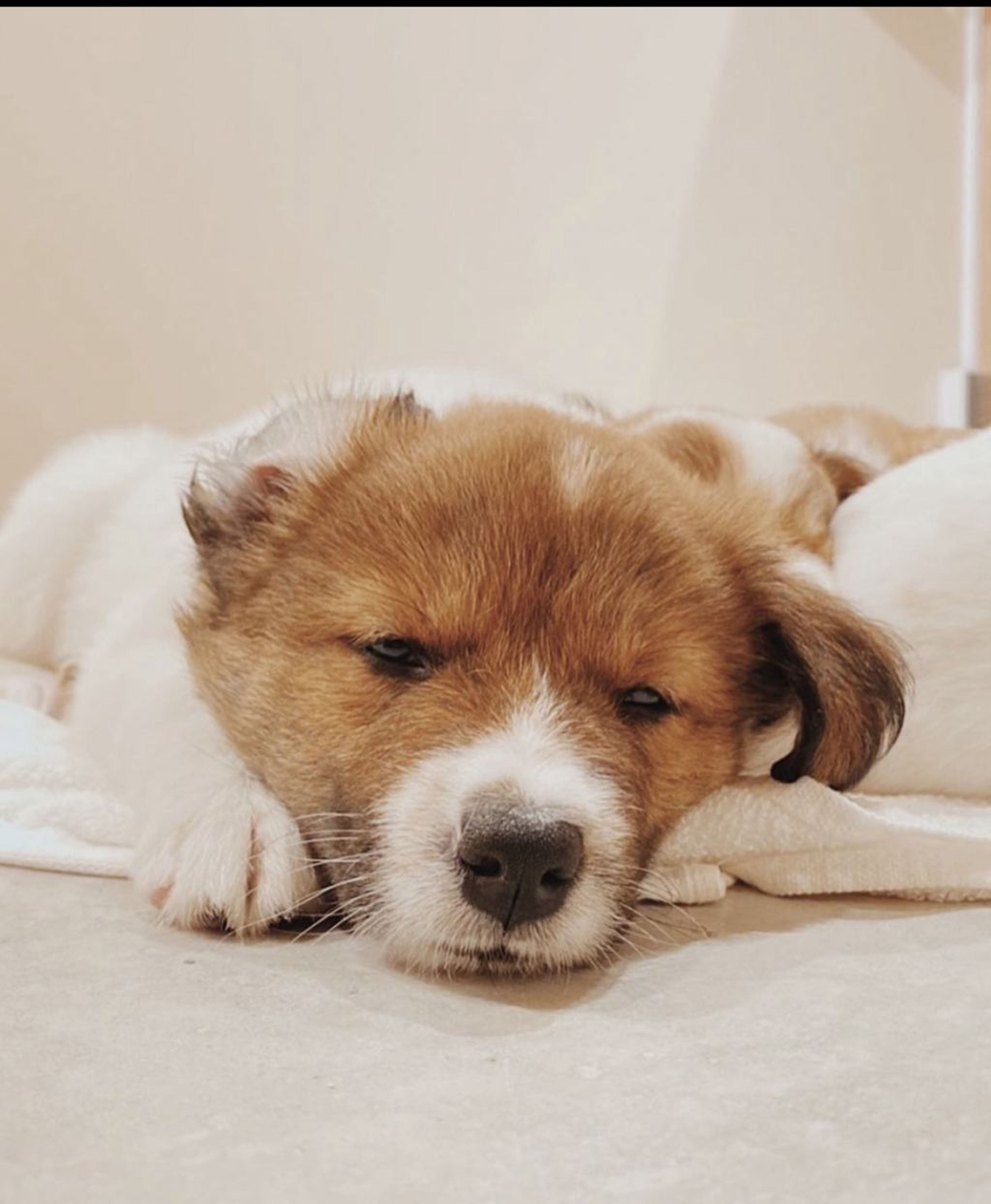 雑種（ミックス犬）・オスの里親募集の写真