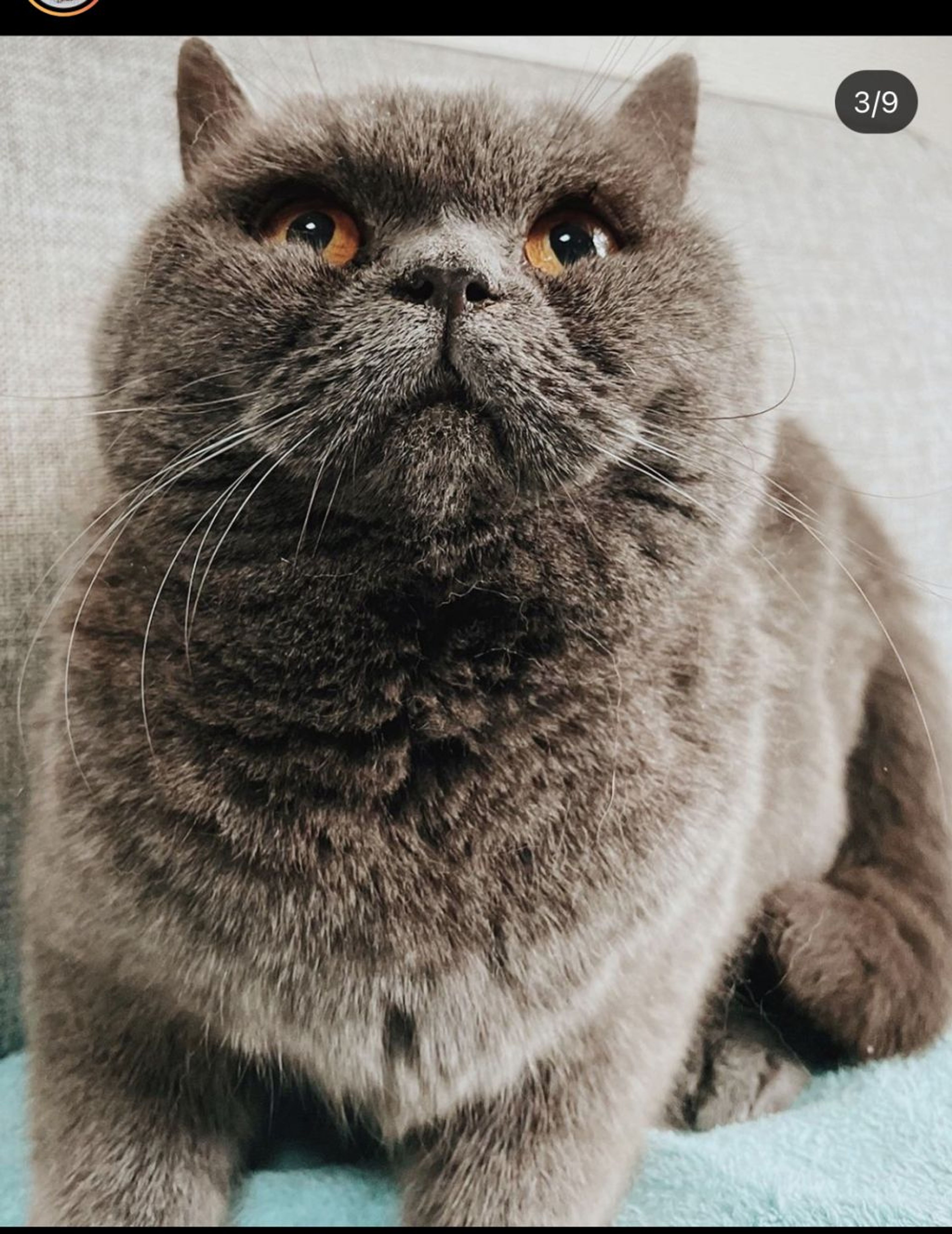 ブリティッシュショートヘア・メスの里親募集の写真