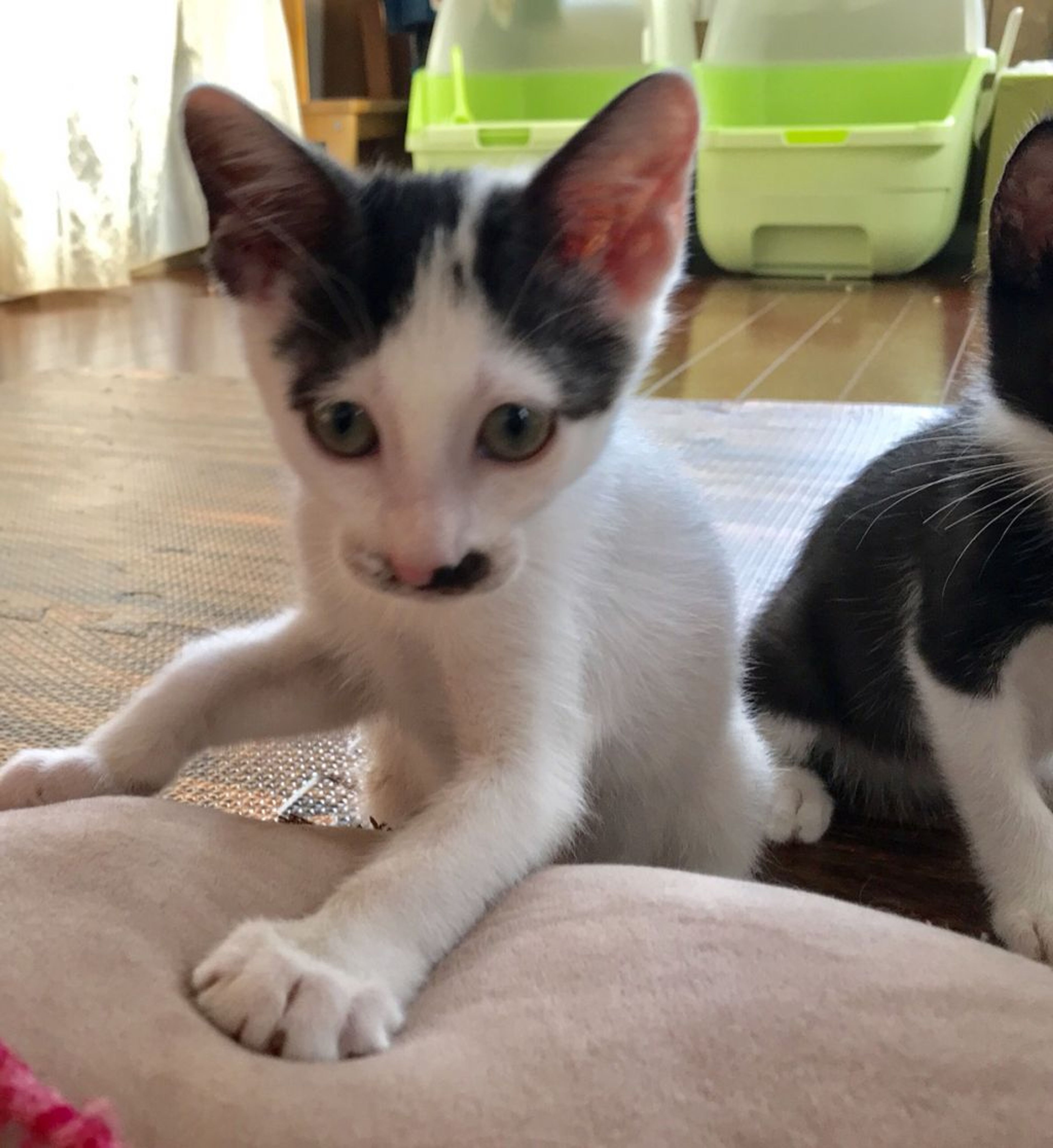 pet-image-2