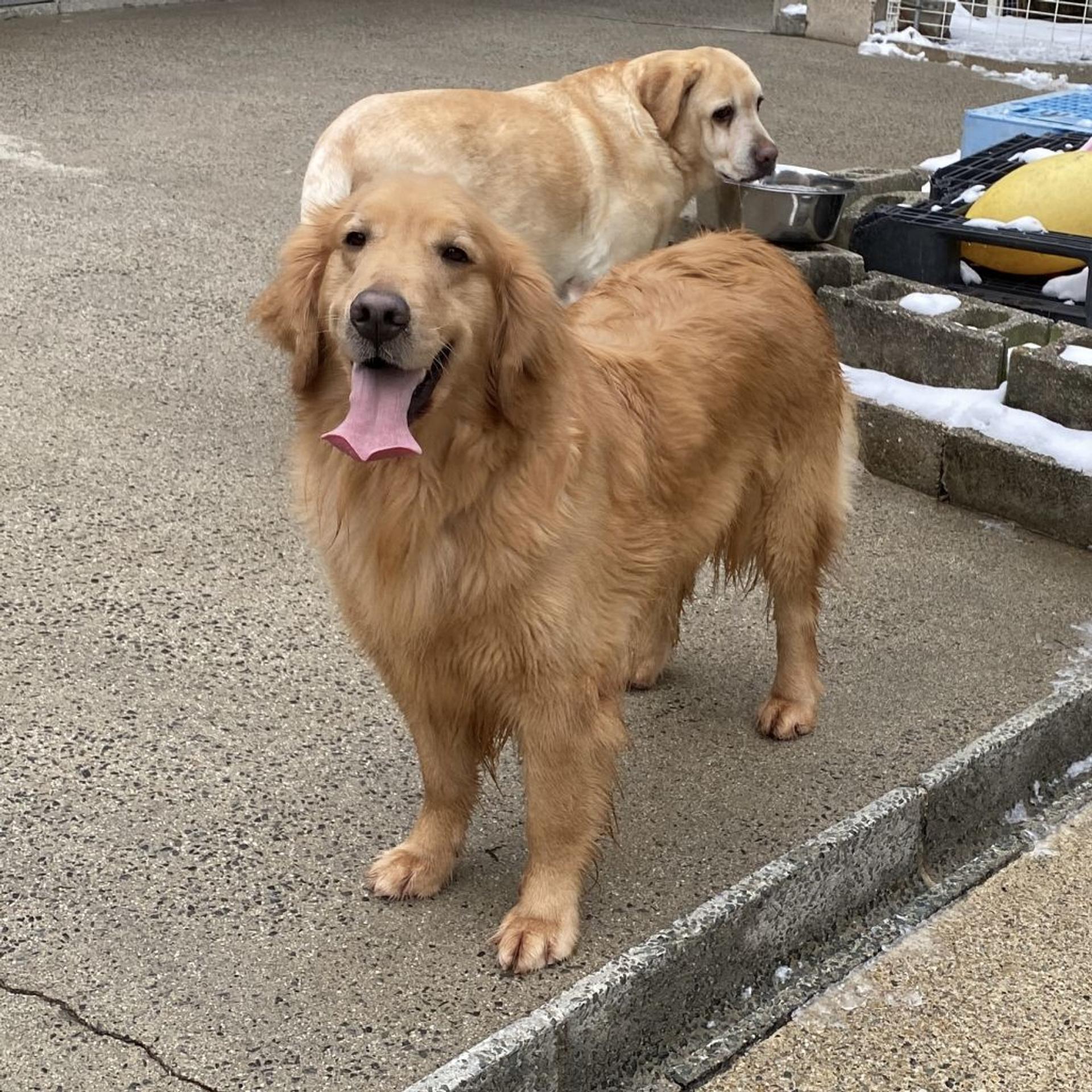 pet-image-2