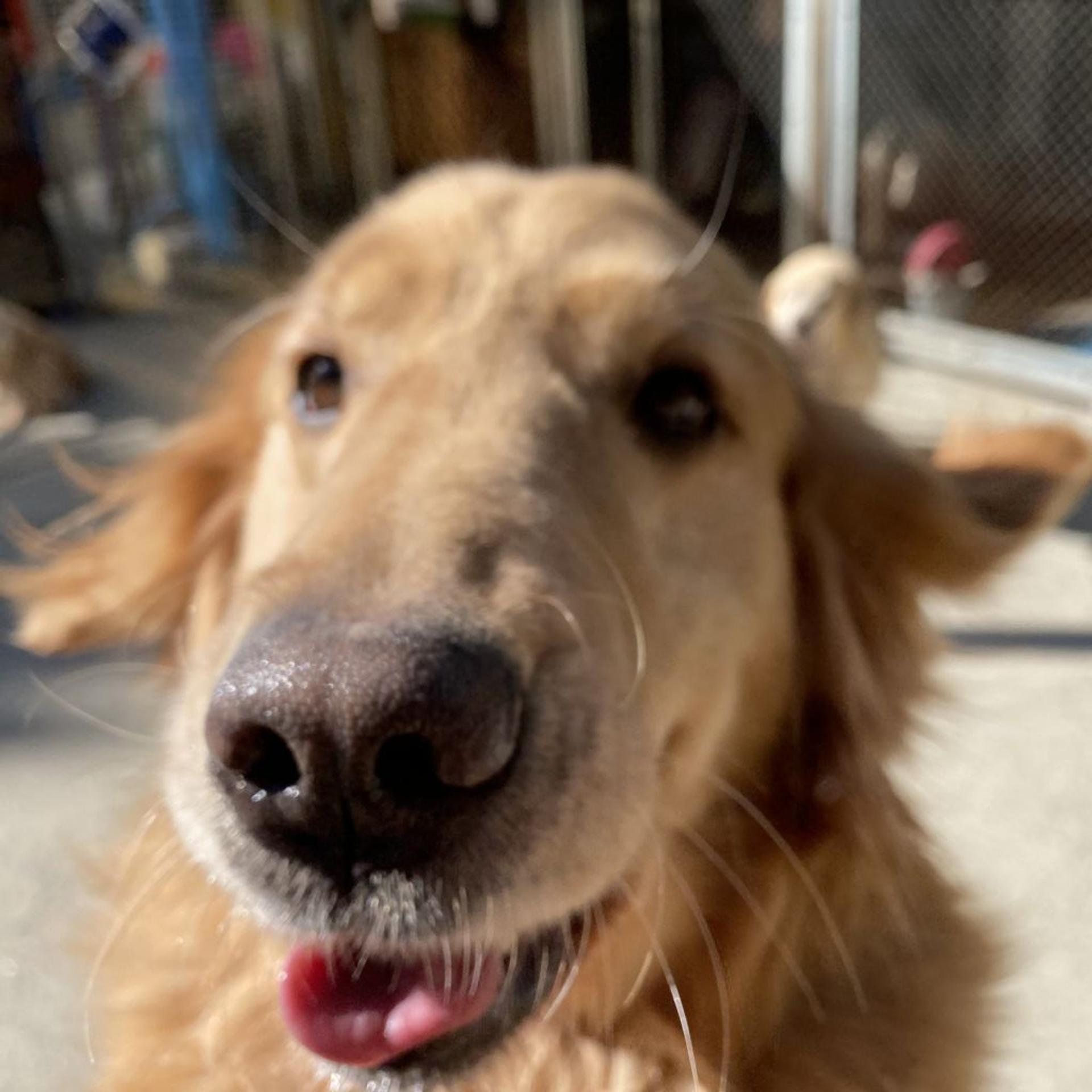 pet-image-8