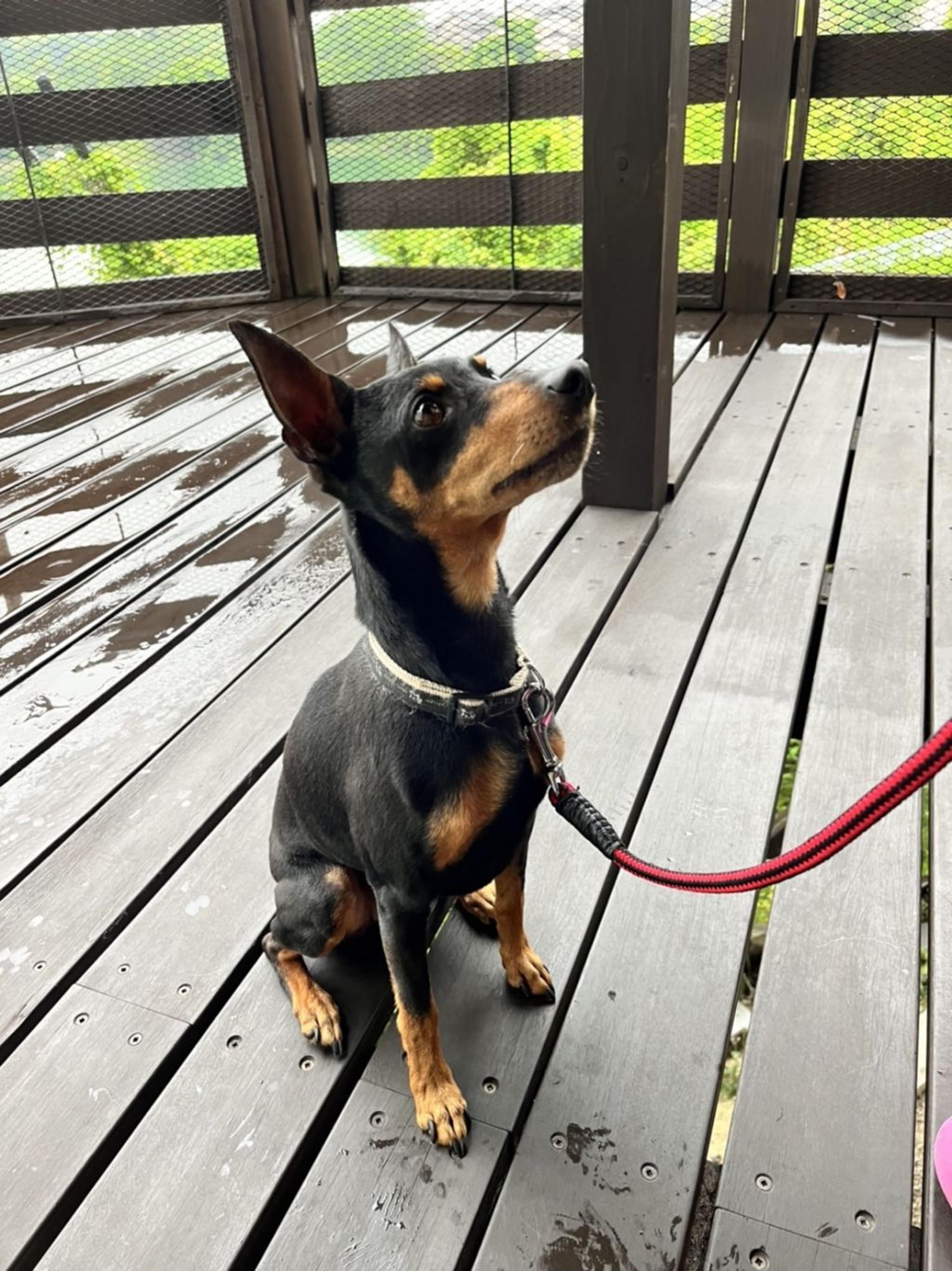 pet-image-2