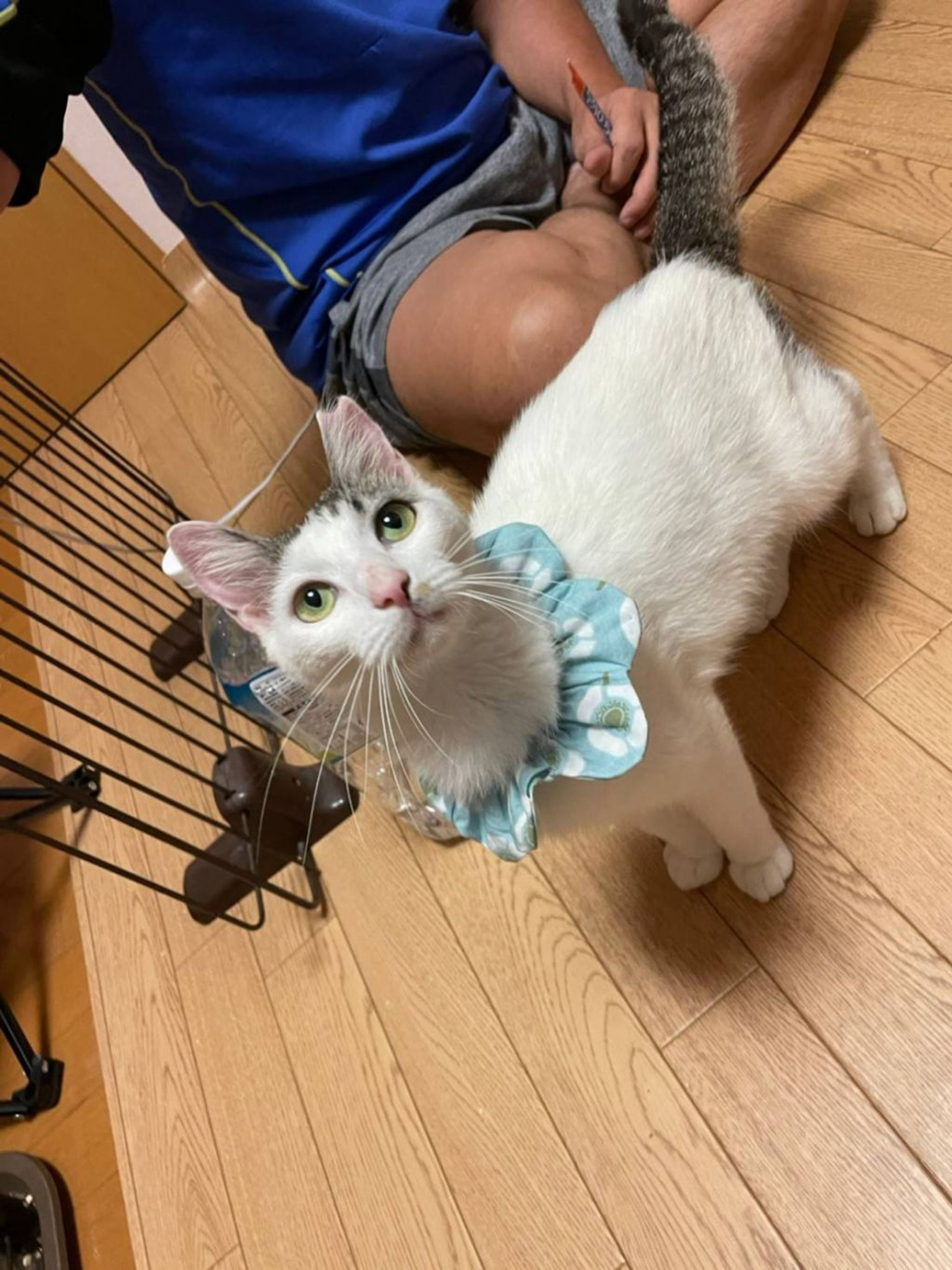 pet-image-2