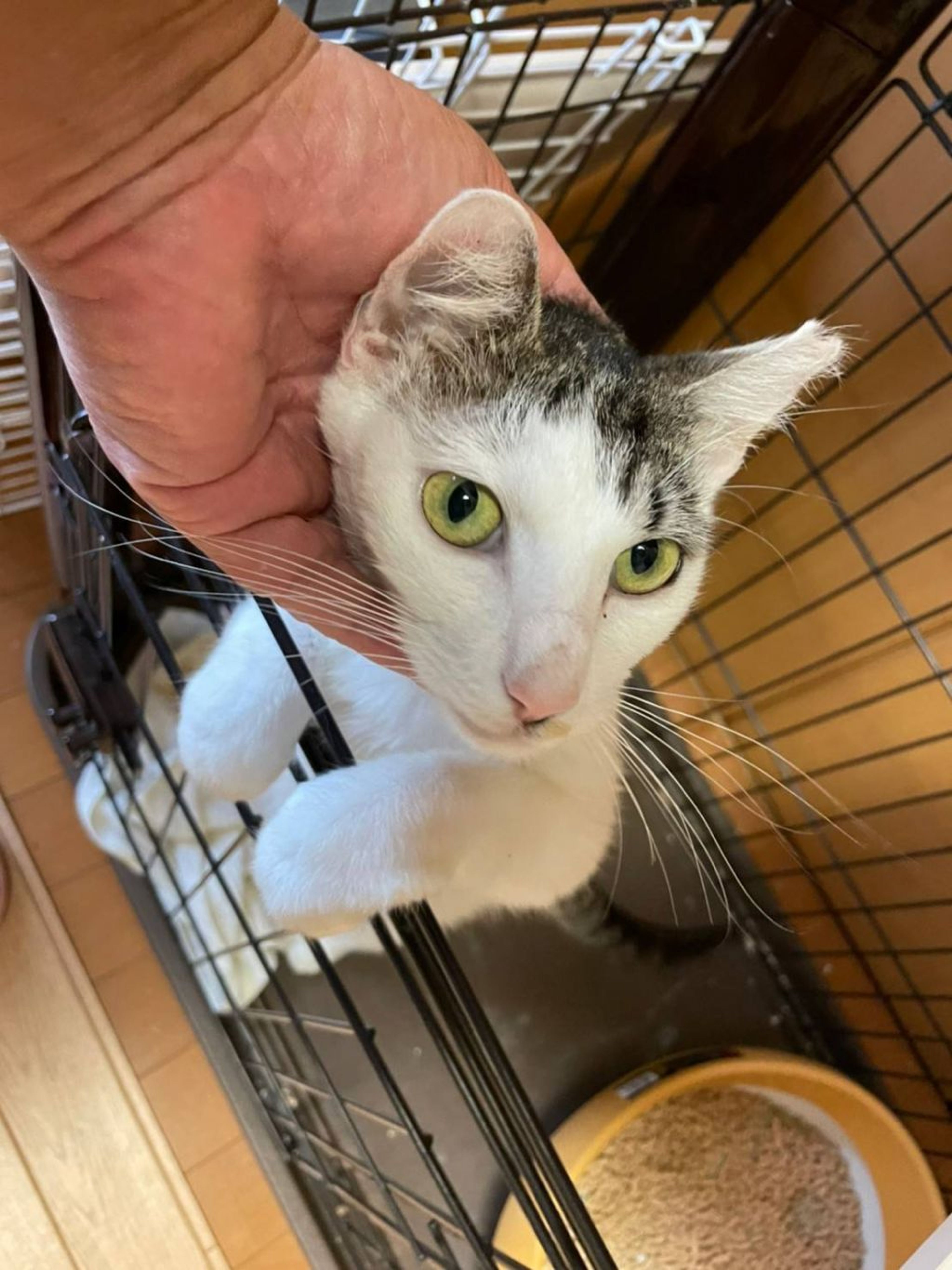 pet-image-3