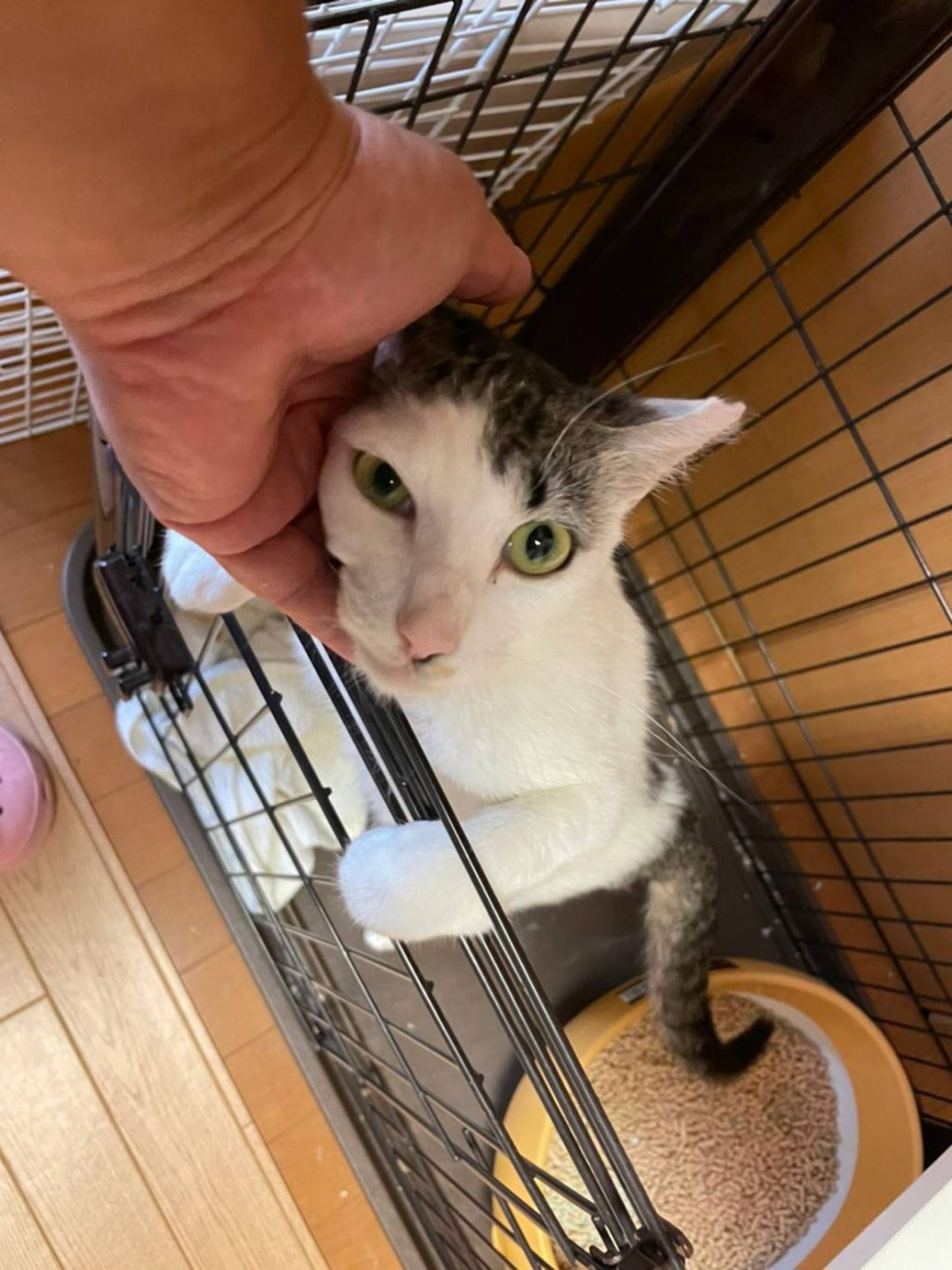 pet-image-5