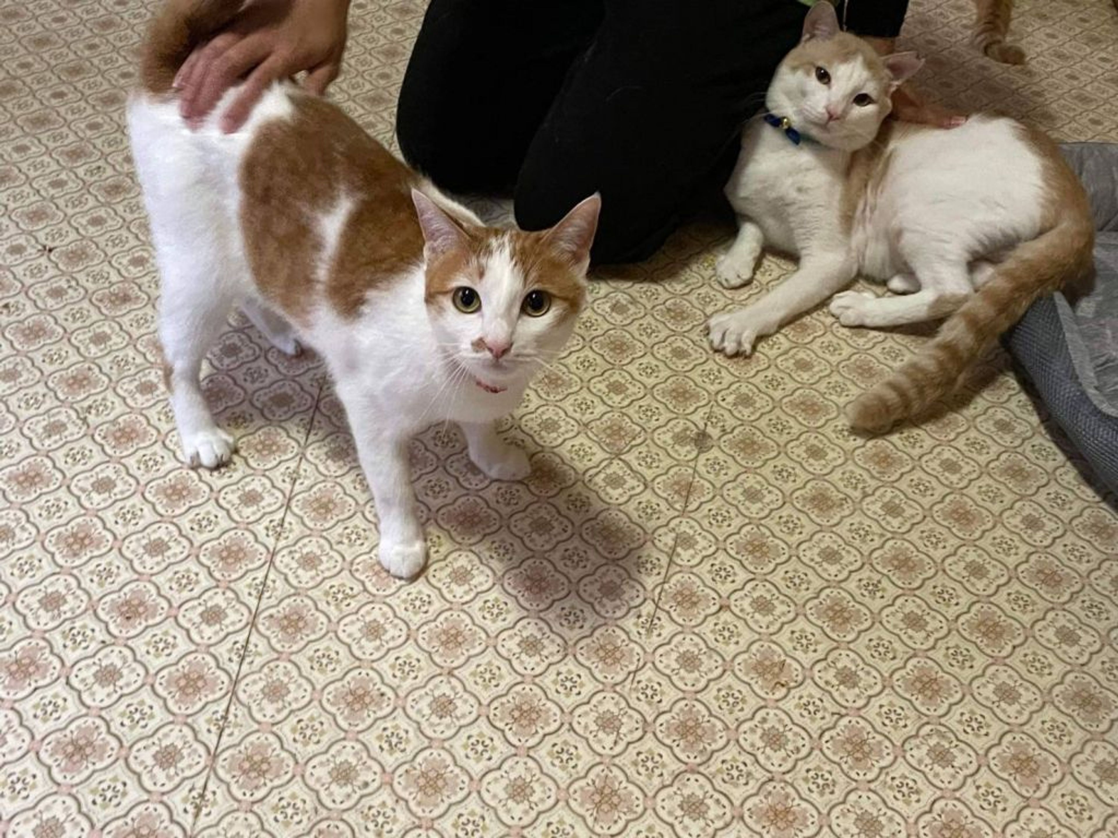 pet-image-2