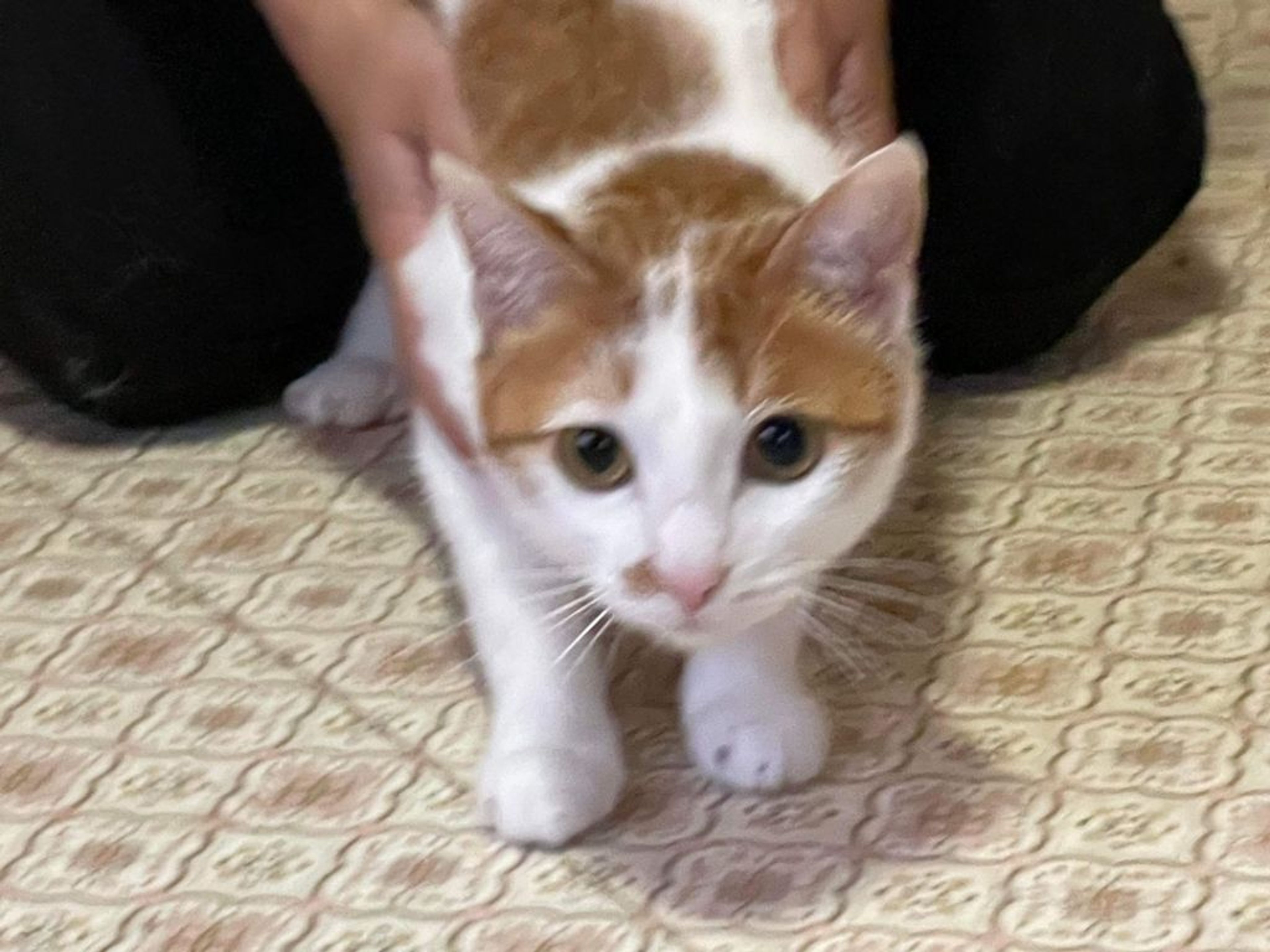 雑種（ミックス猫）・メスの里親募集の写真