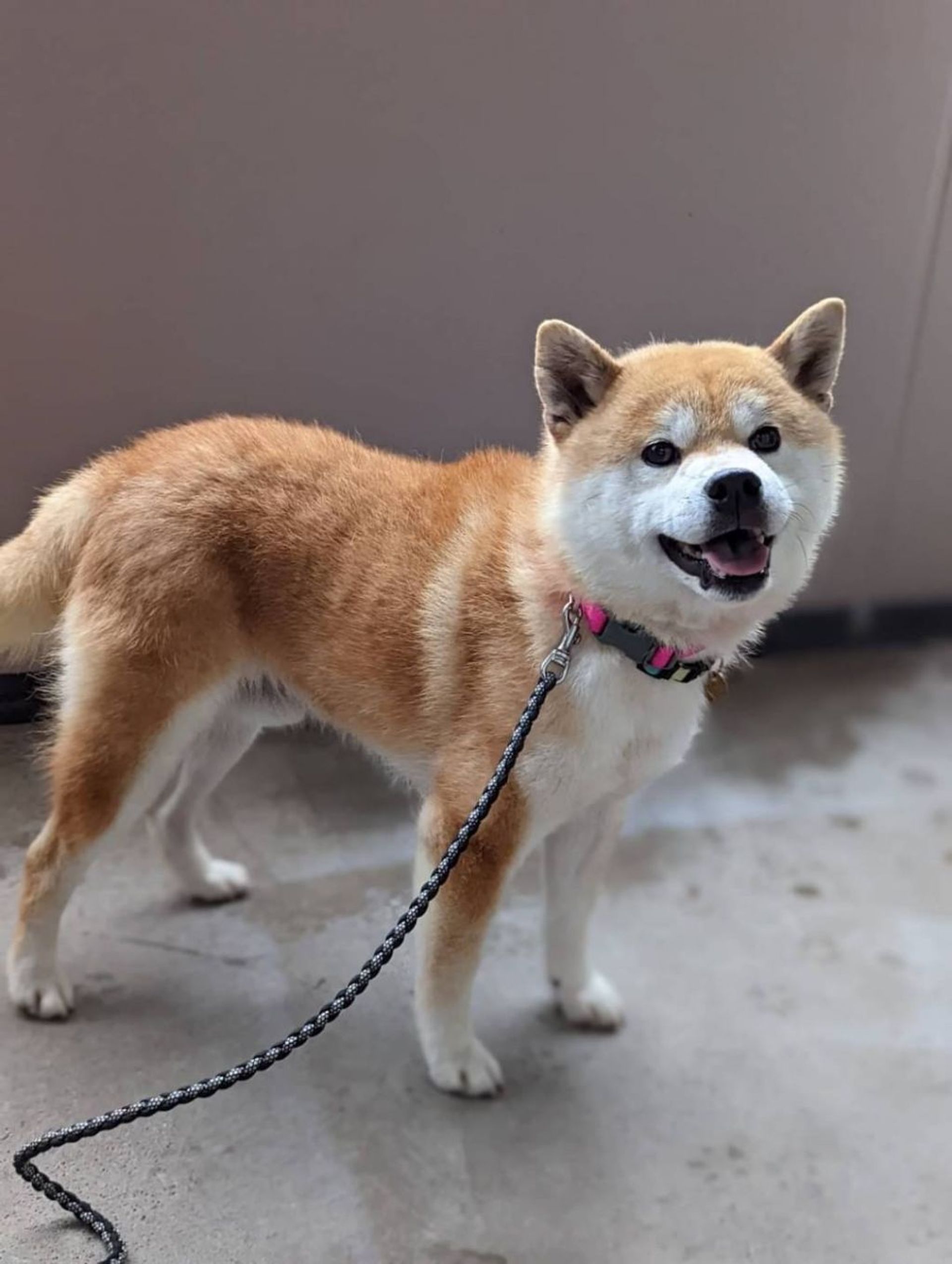 柴犬・オスの里親募集の写真