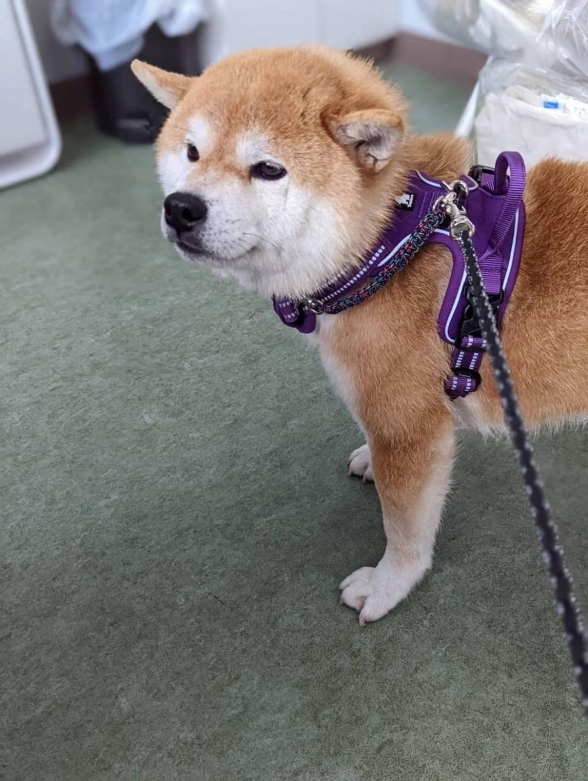 pet-image-3
