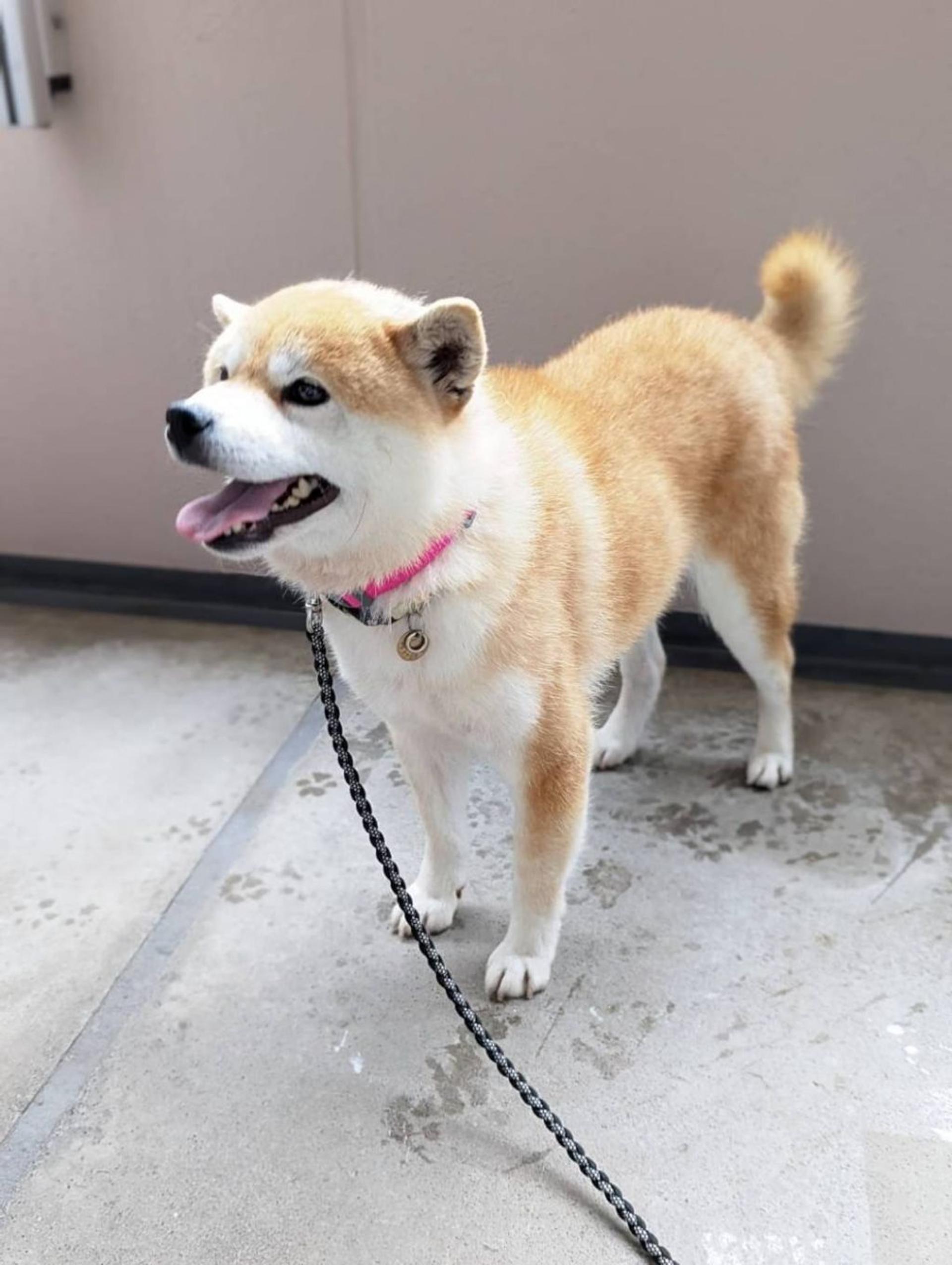 pet-image-4