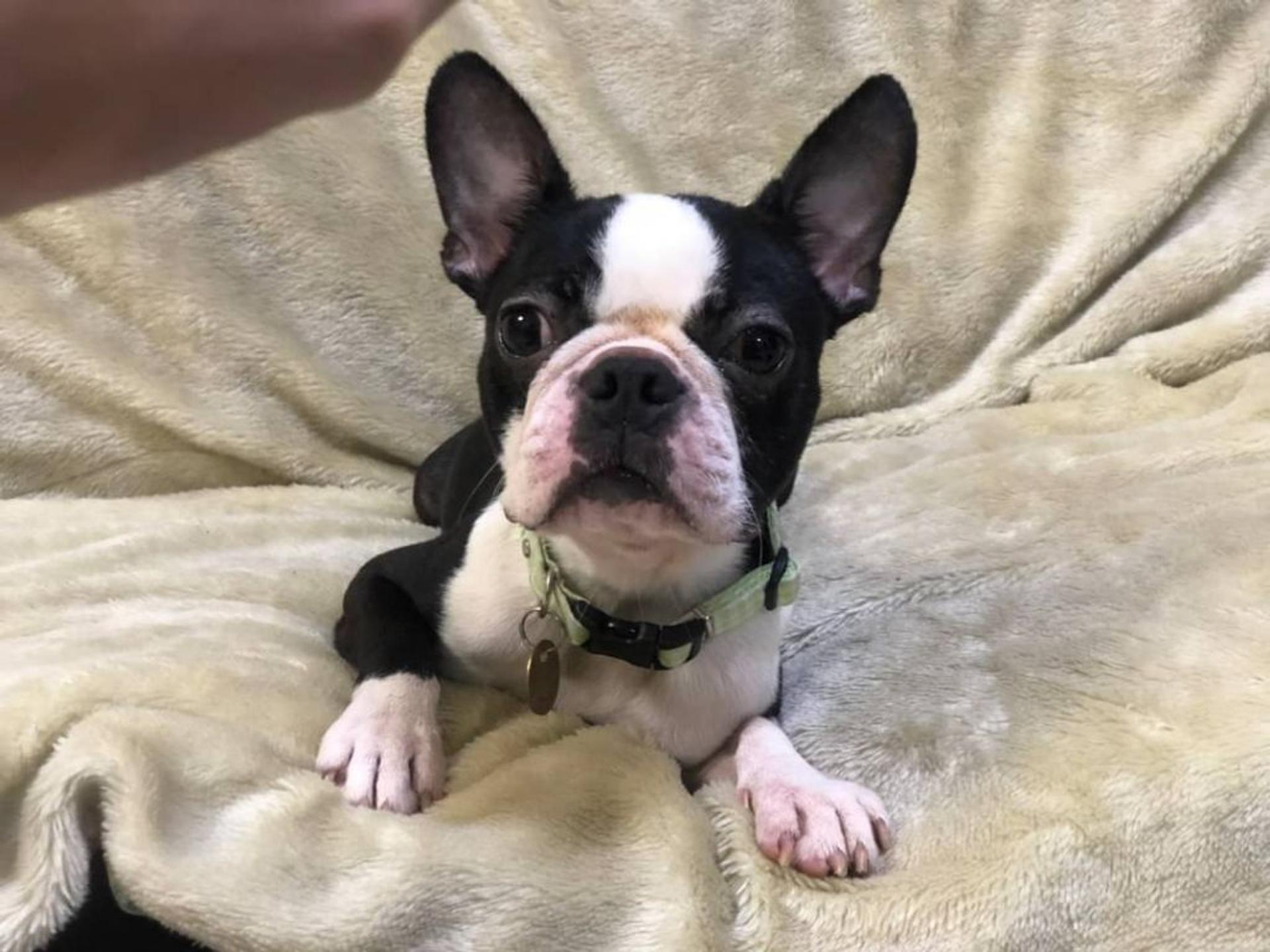 pet-image-3