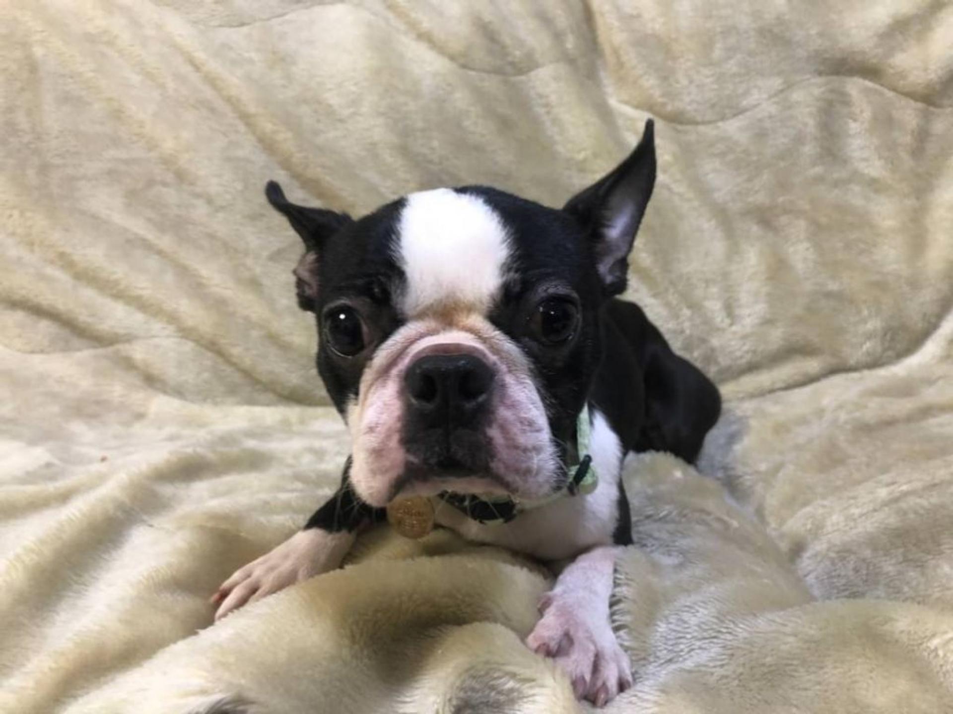 pet-image-4
