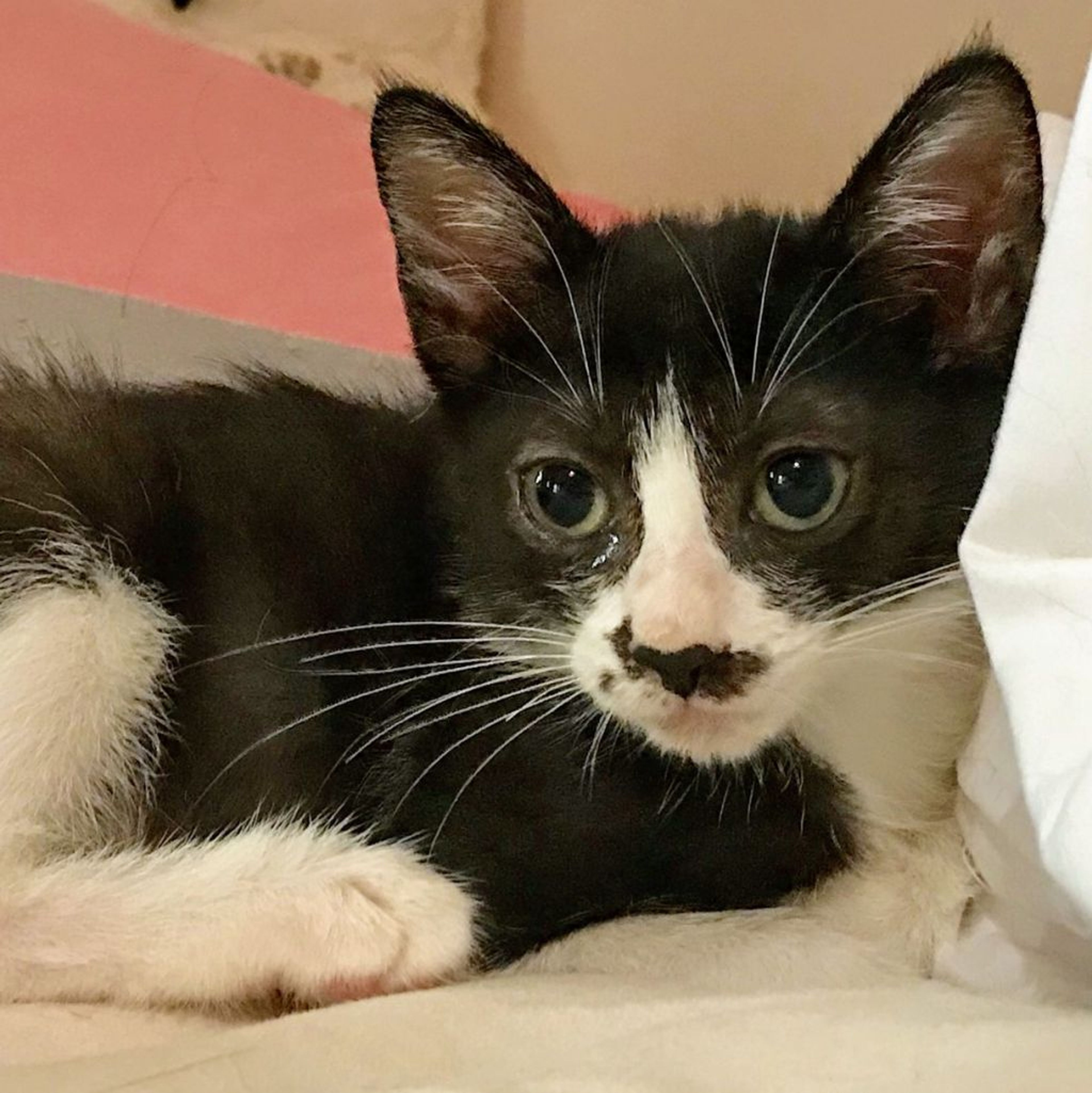雑種（ミックス猫）・メスの里親募集の写真