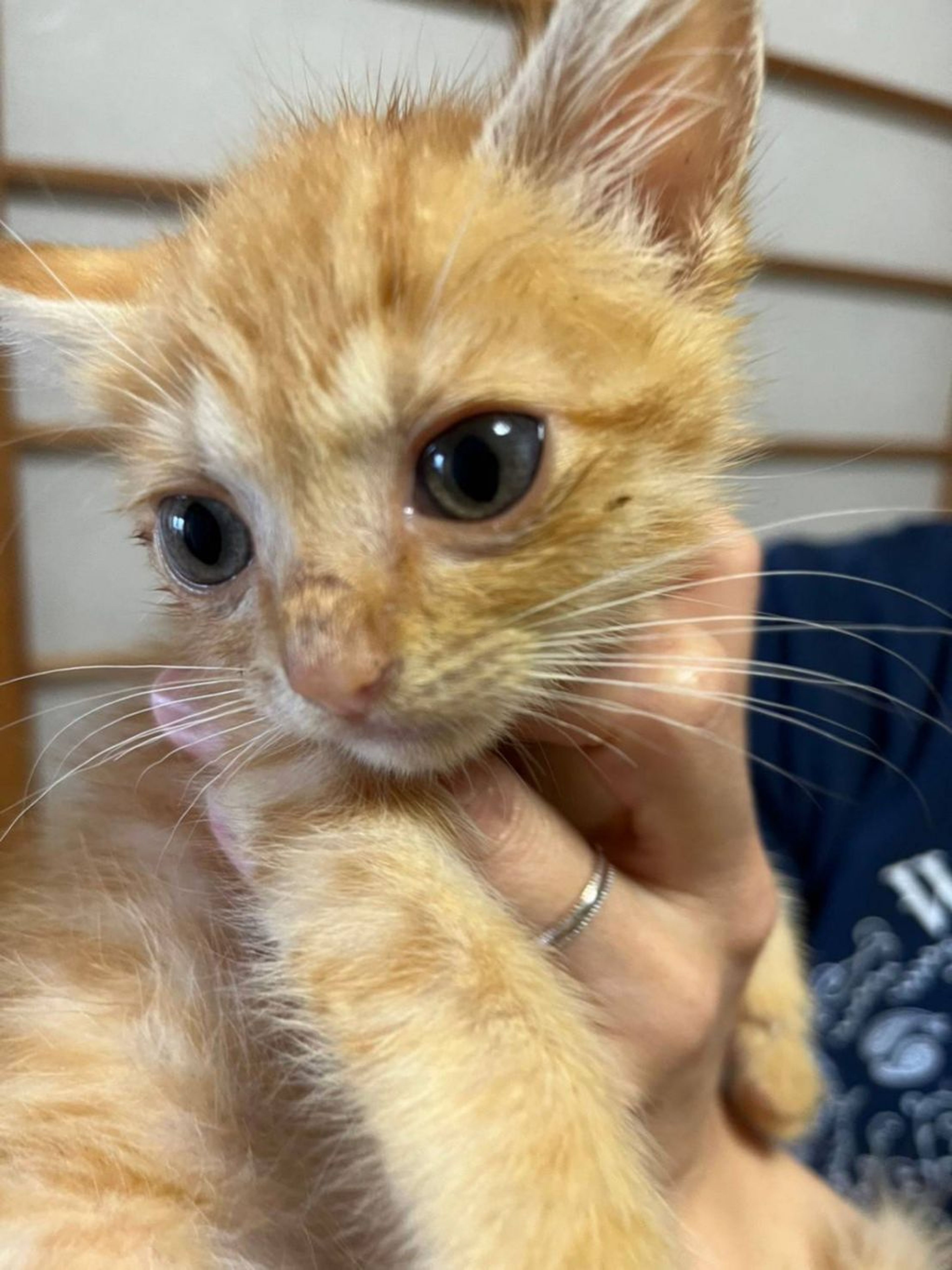 雑種（ミックス猫）・オスの里親募集の写真